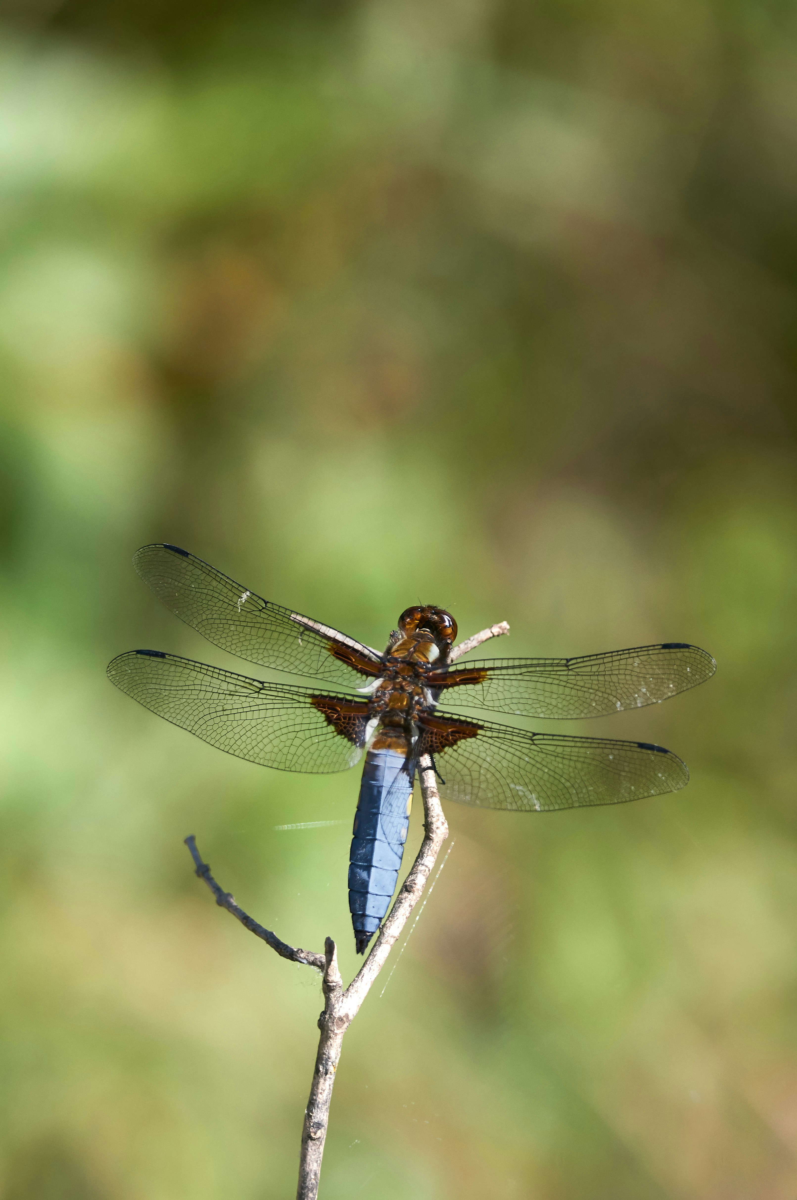 Photo by wolfgang_hasselmann