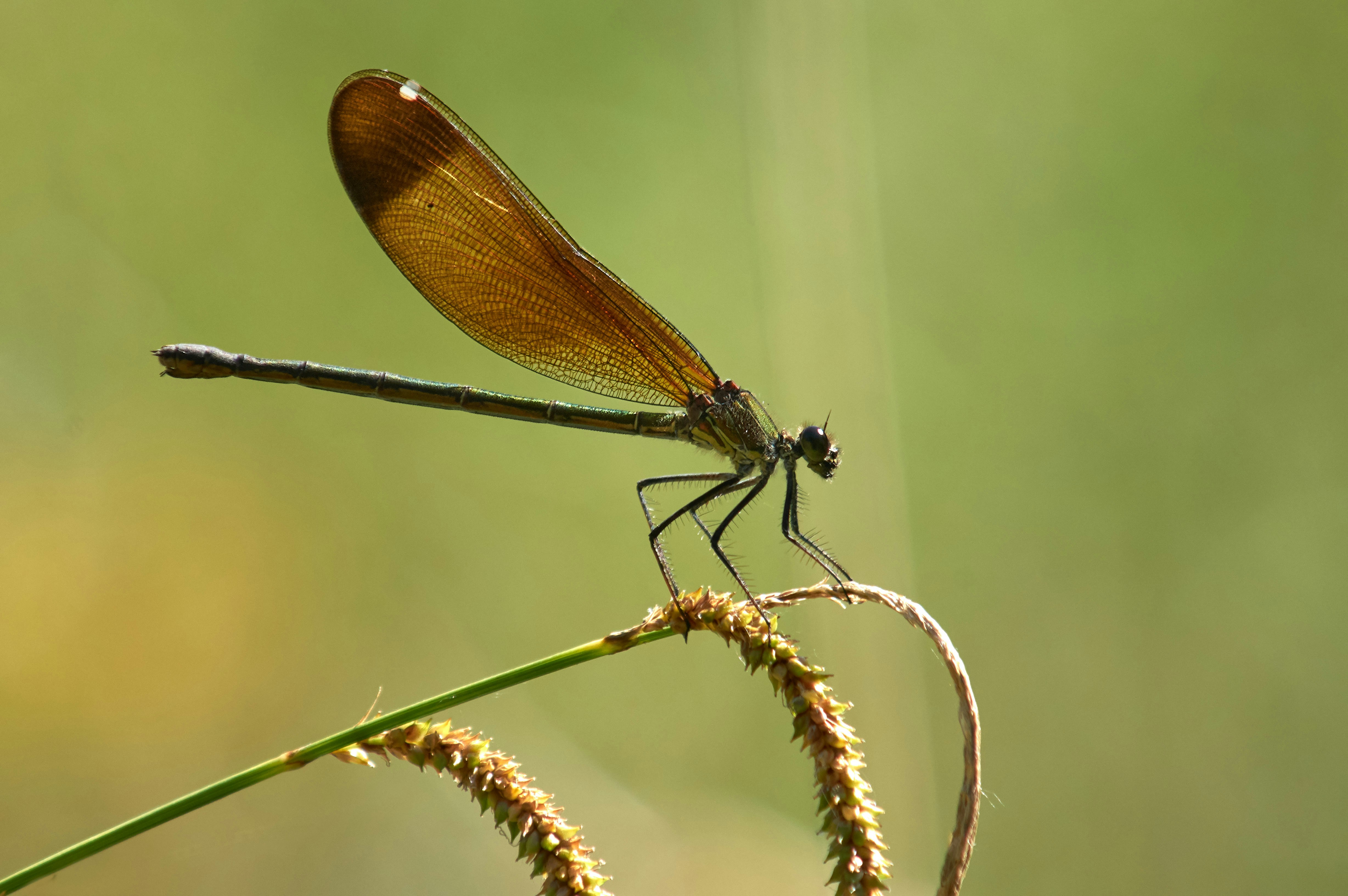 Photo by wolfgang_hasselmann