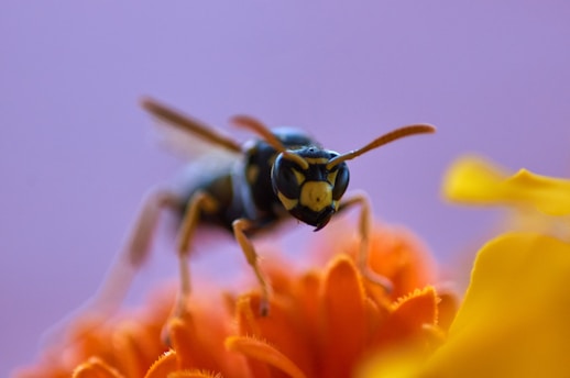 A close up of a bee on a flower