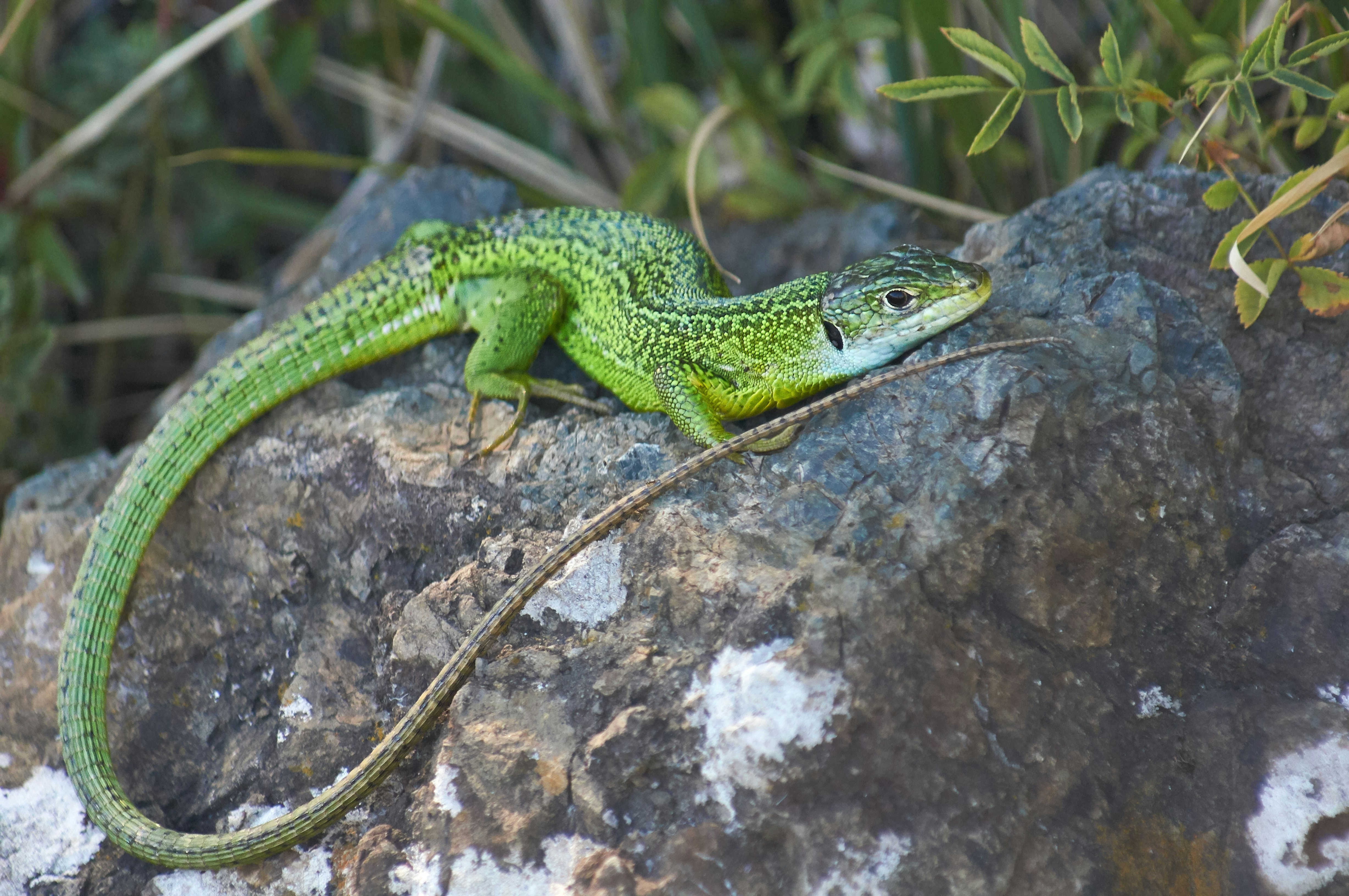 Photo by wolfgang_hasselmann