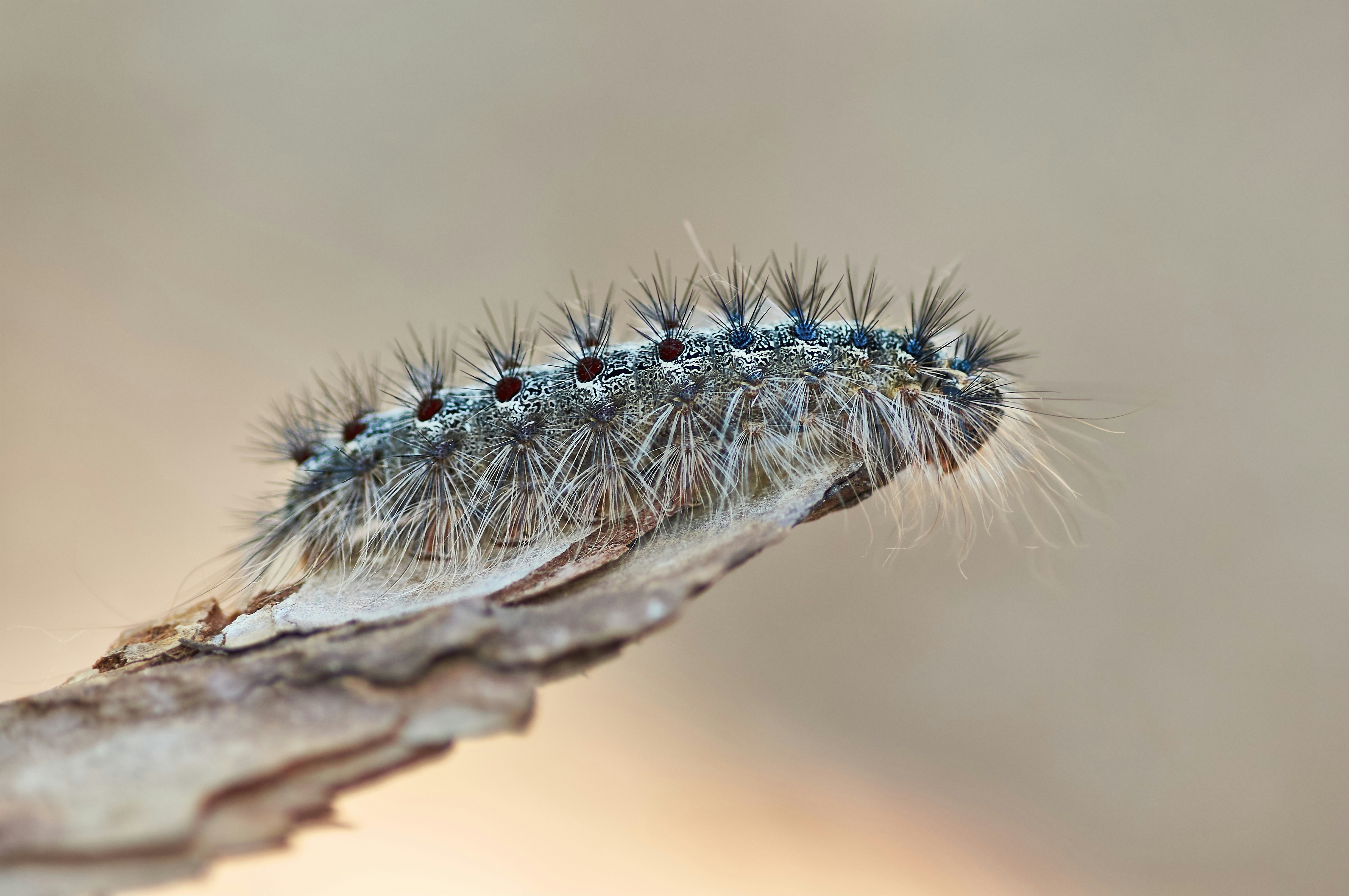 Photo by wolfgang_hasselmann