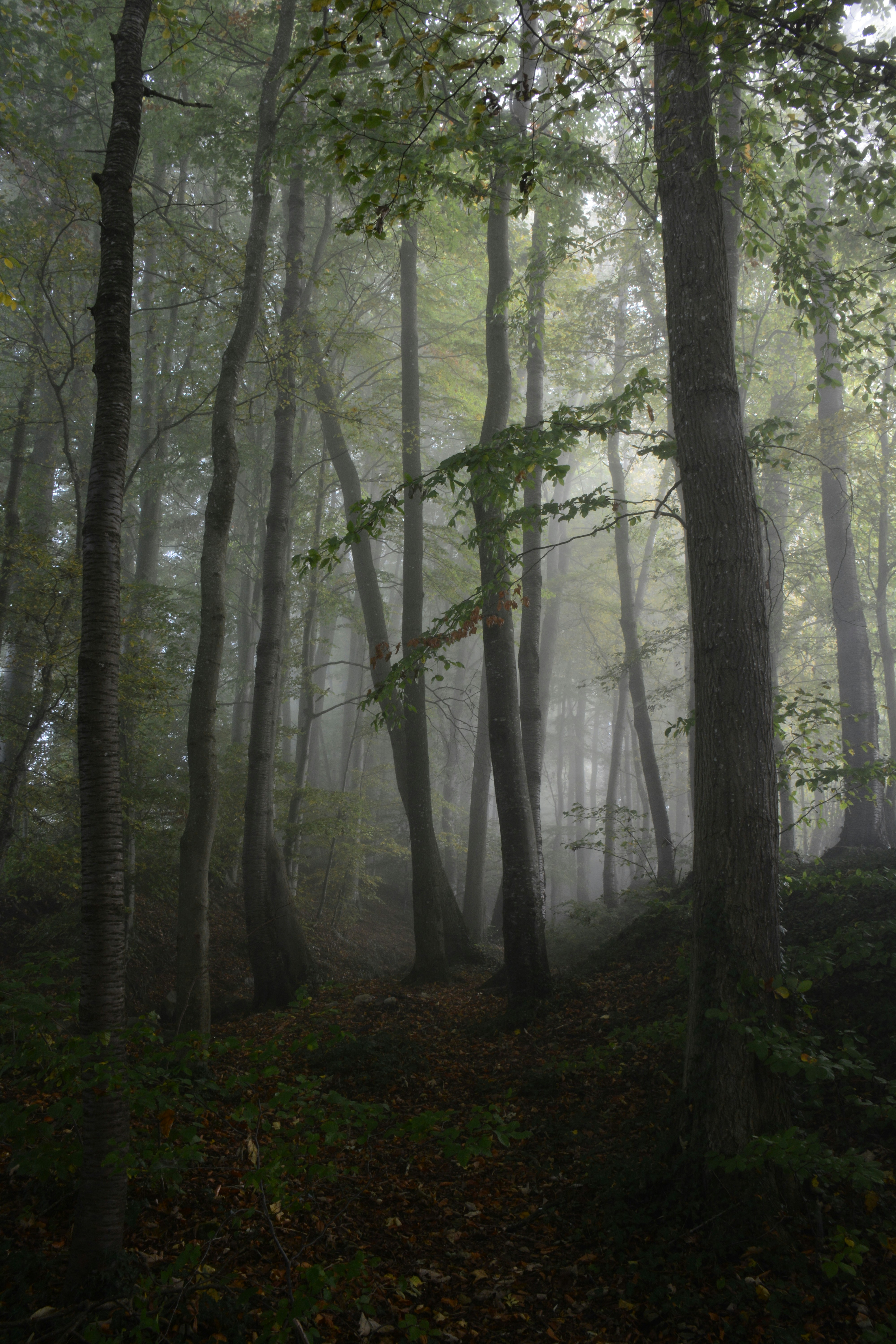 Photo by selvavaleska