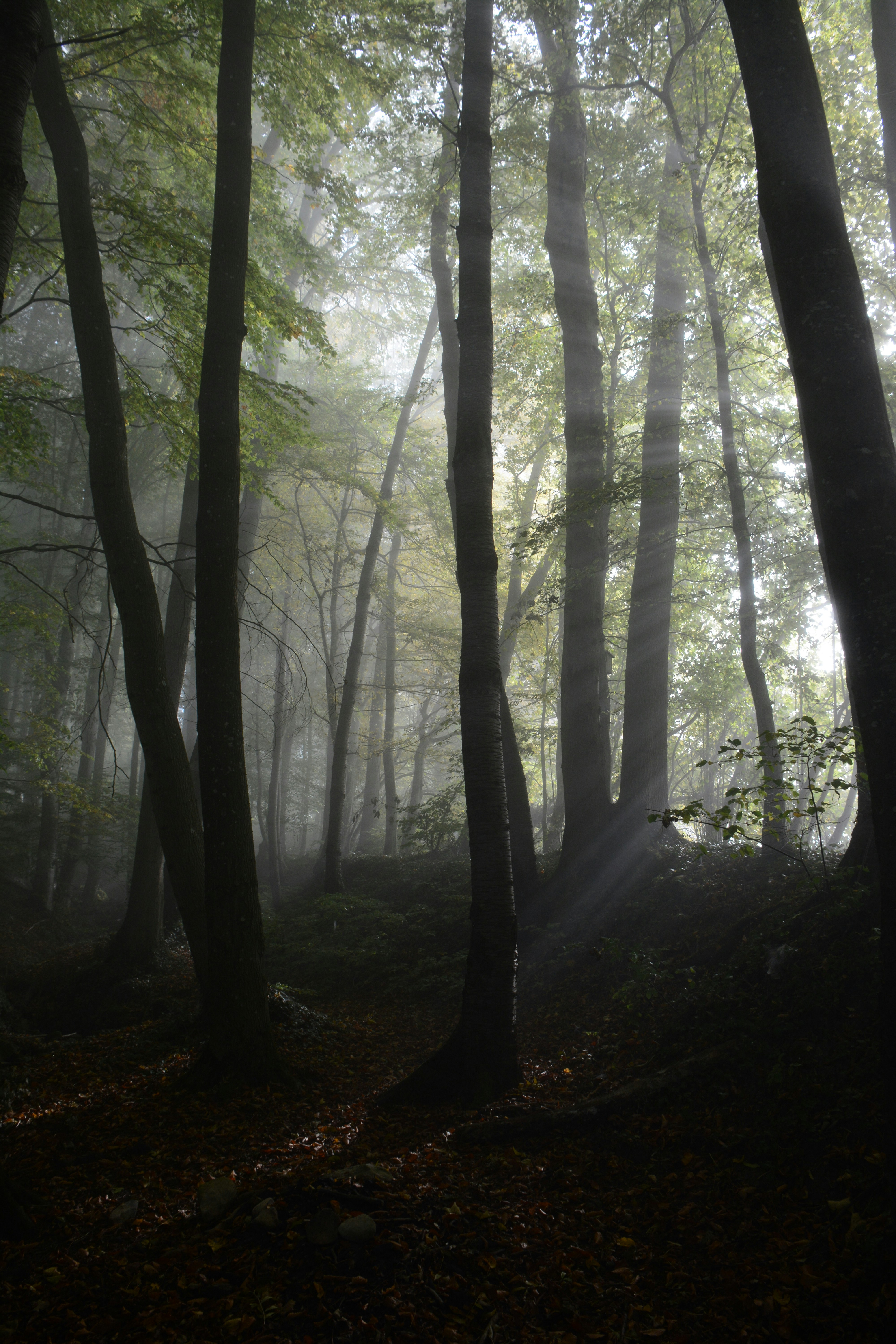 Photo by selvavaleska