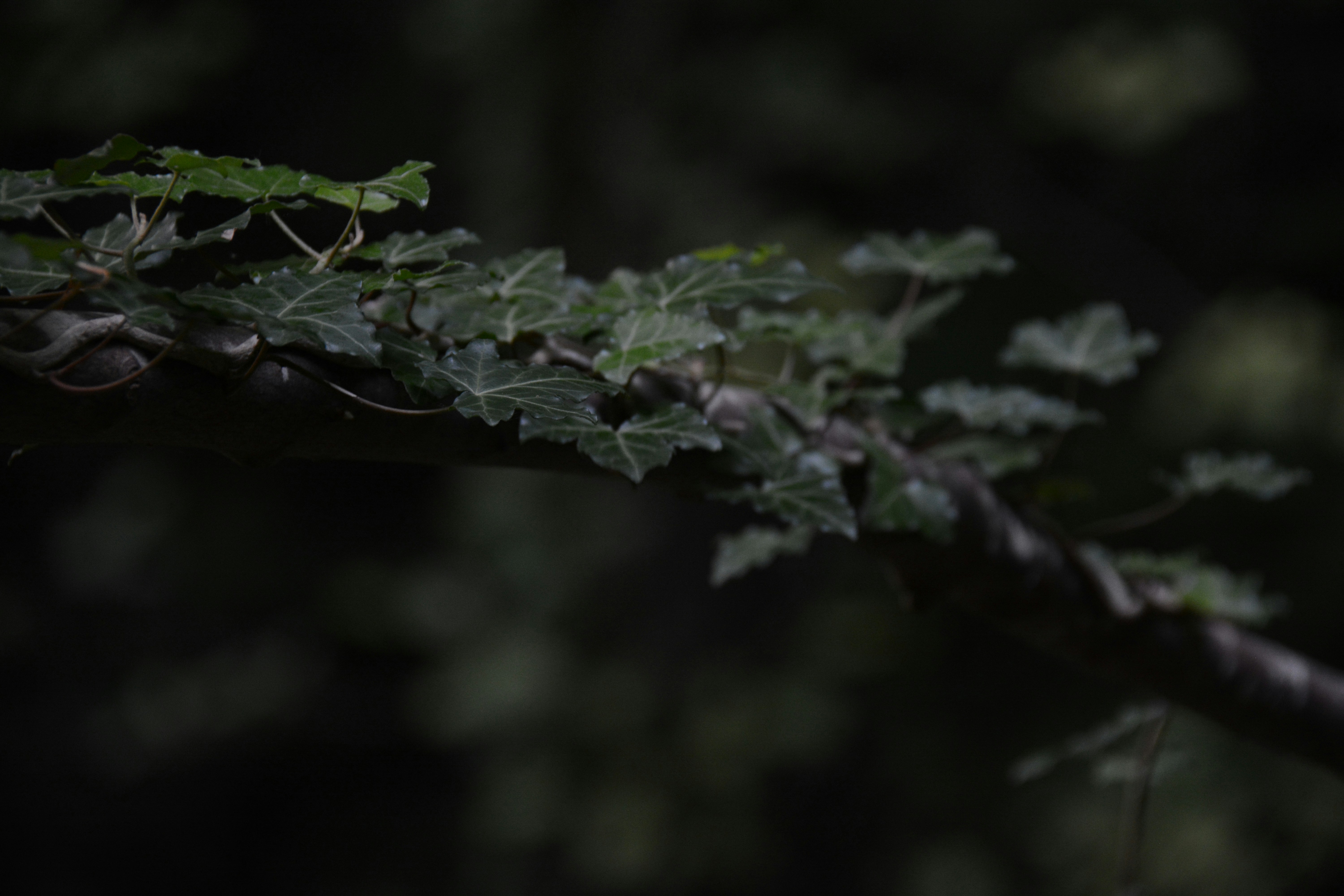 Photo by selvavaleska