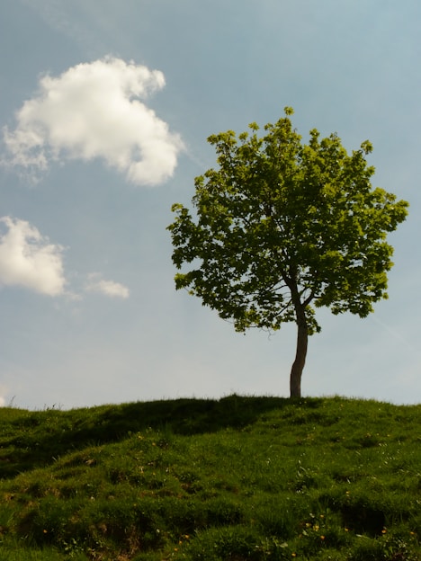 A lone tree on a grassy hill under a blue sky