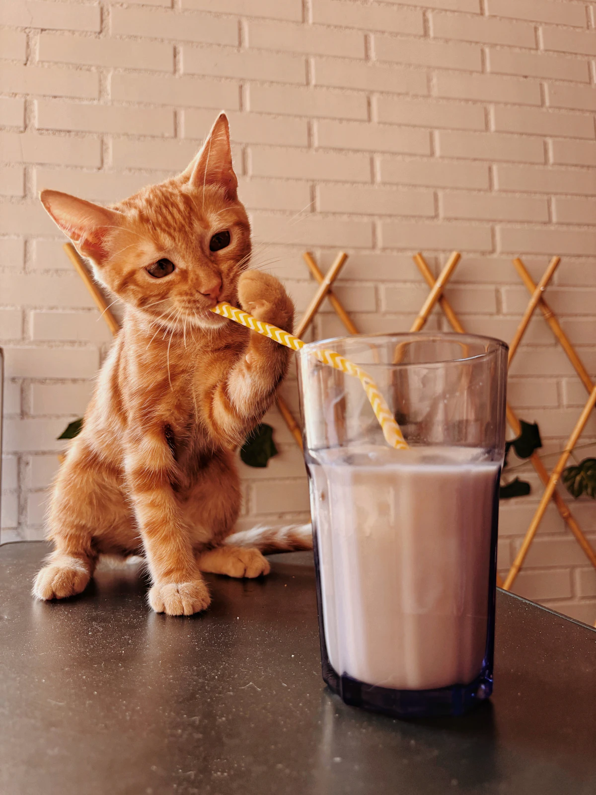 Chaton roux tenant une paille à côté d'un verre de lait