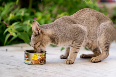 A cat eating out of a can on the ground