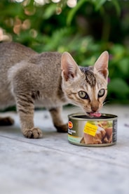 A cat eating out of a can of cat food