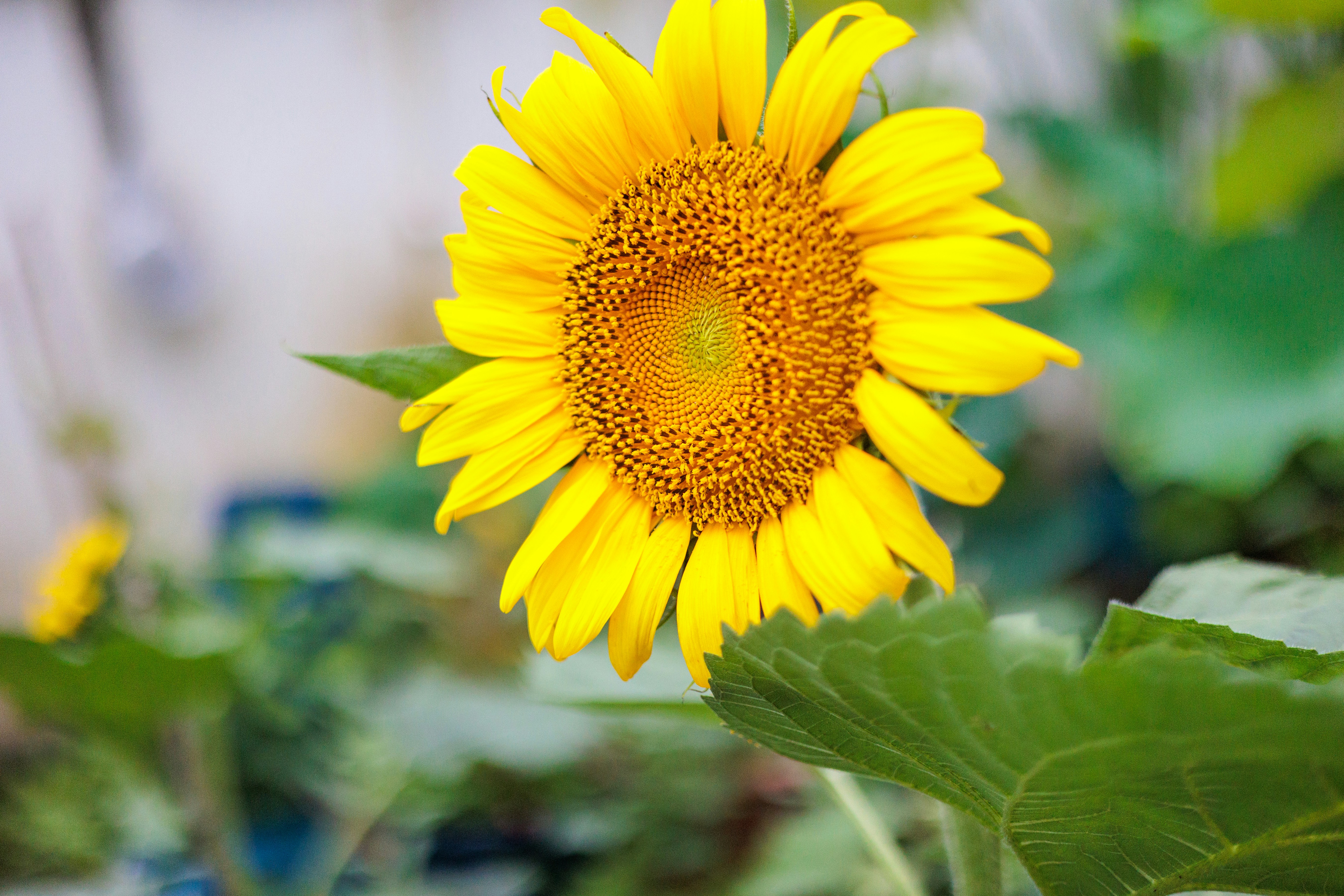 A large sunflower in a garden with lots of green leaves