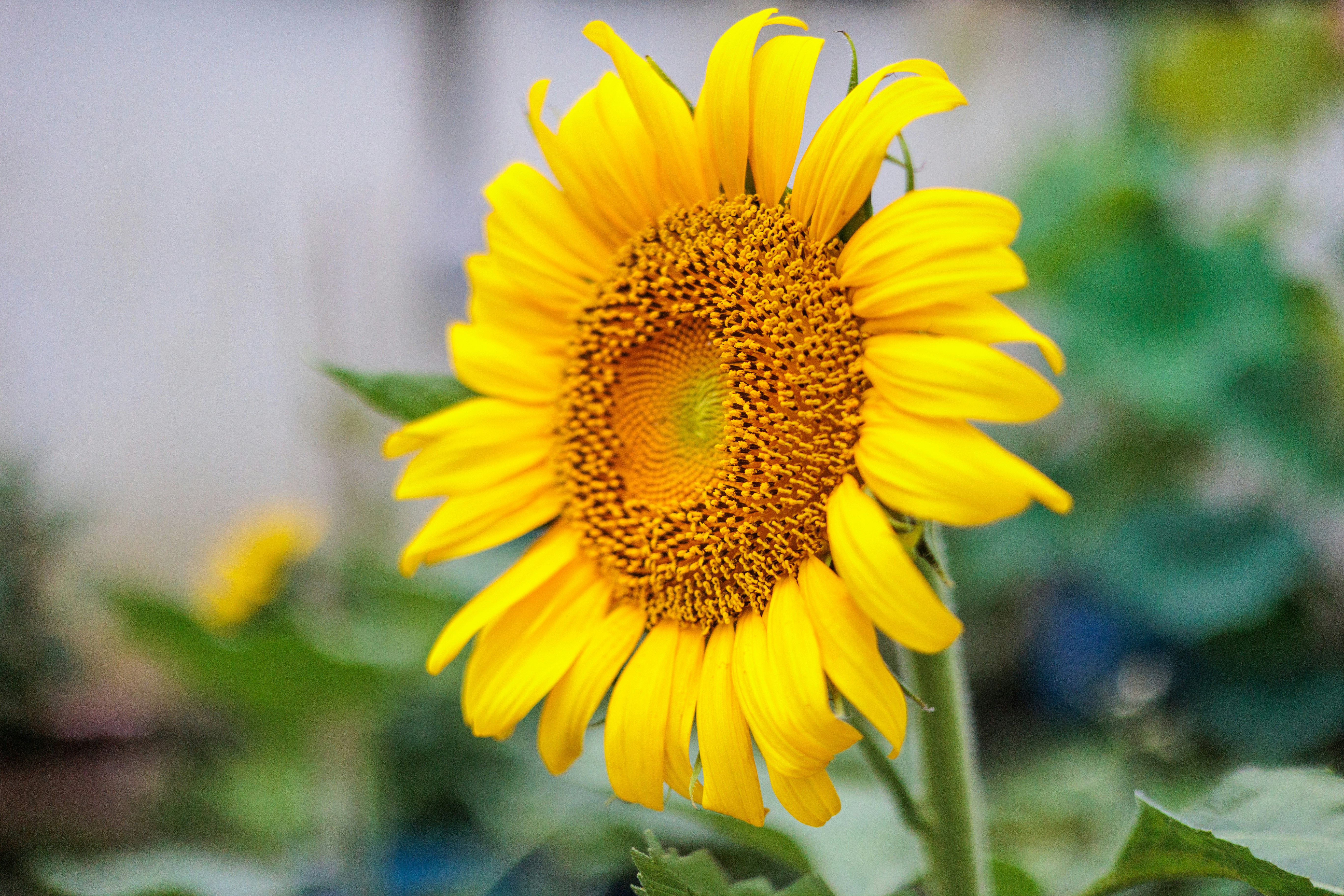 A sunflower in a garden with other plants in the background