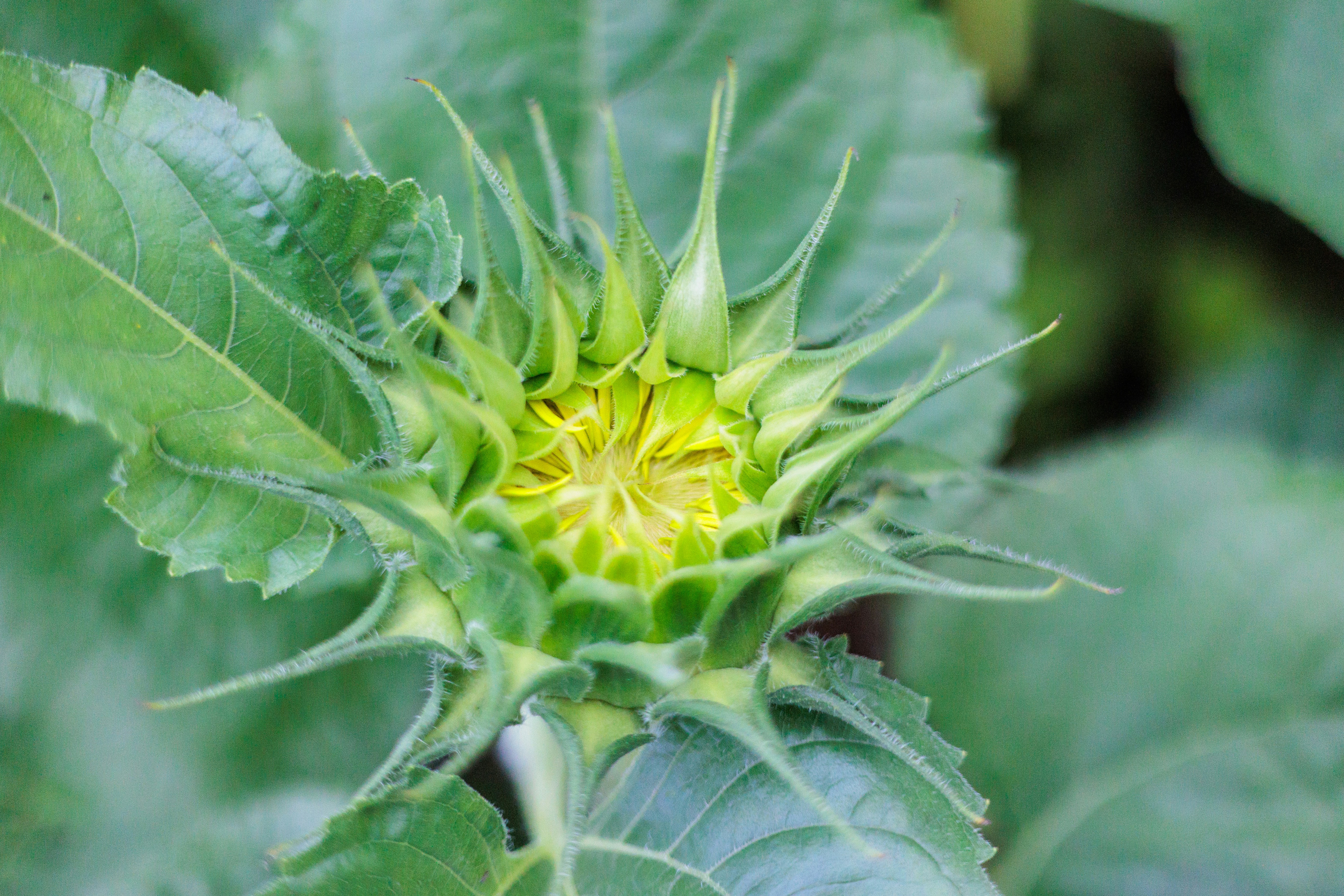 A close up of a green plant with leaves