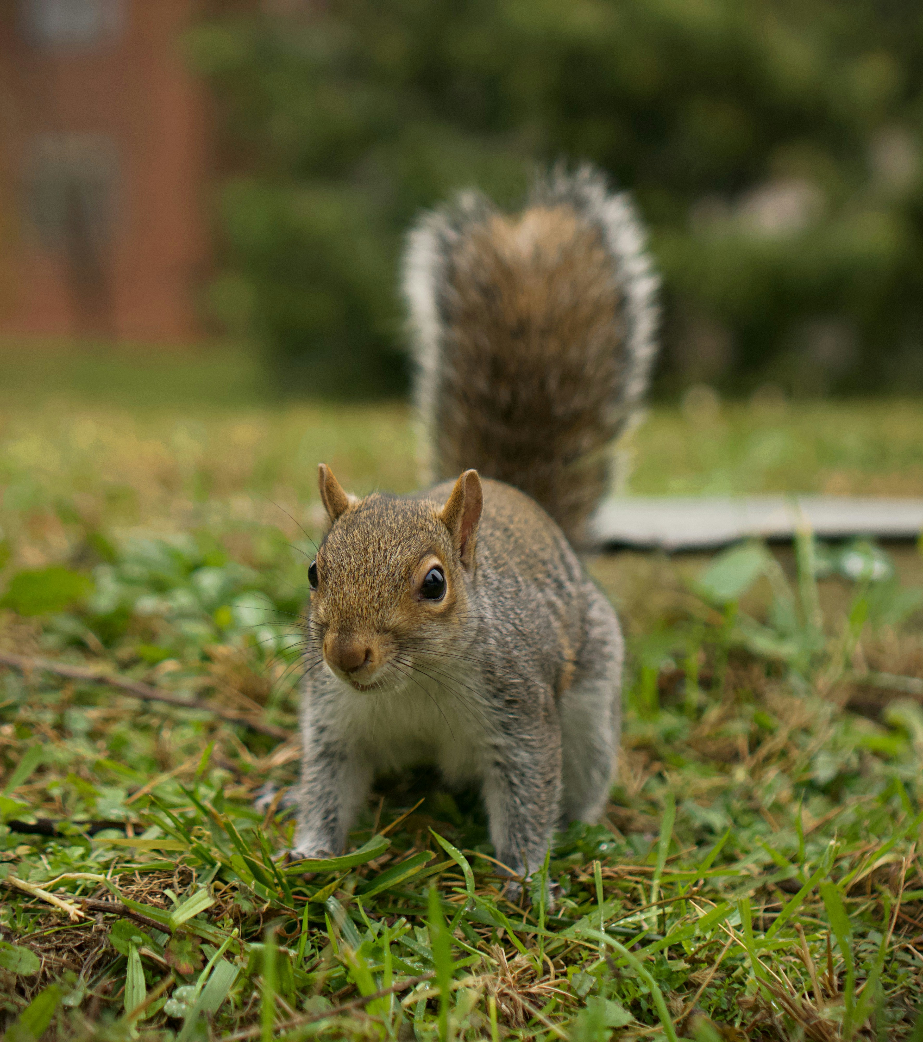 A squirrel standing on top of a lush green field