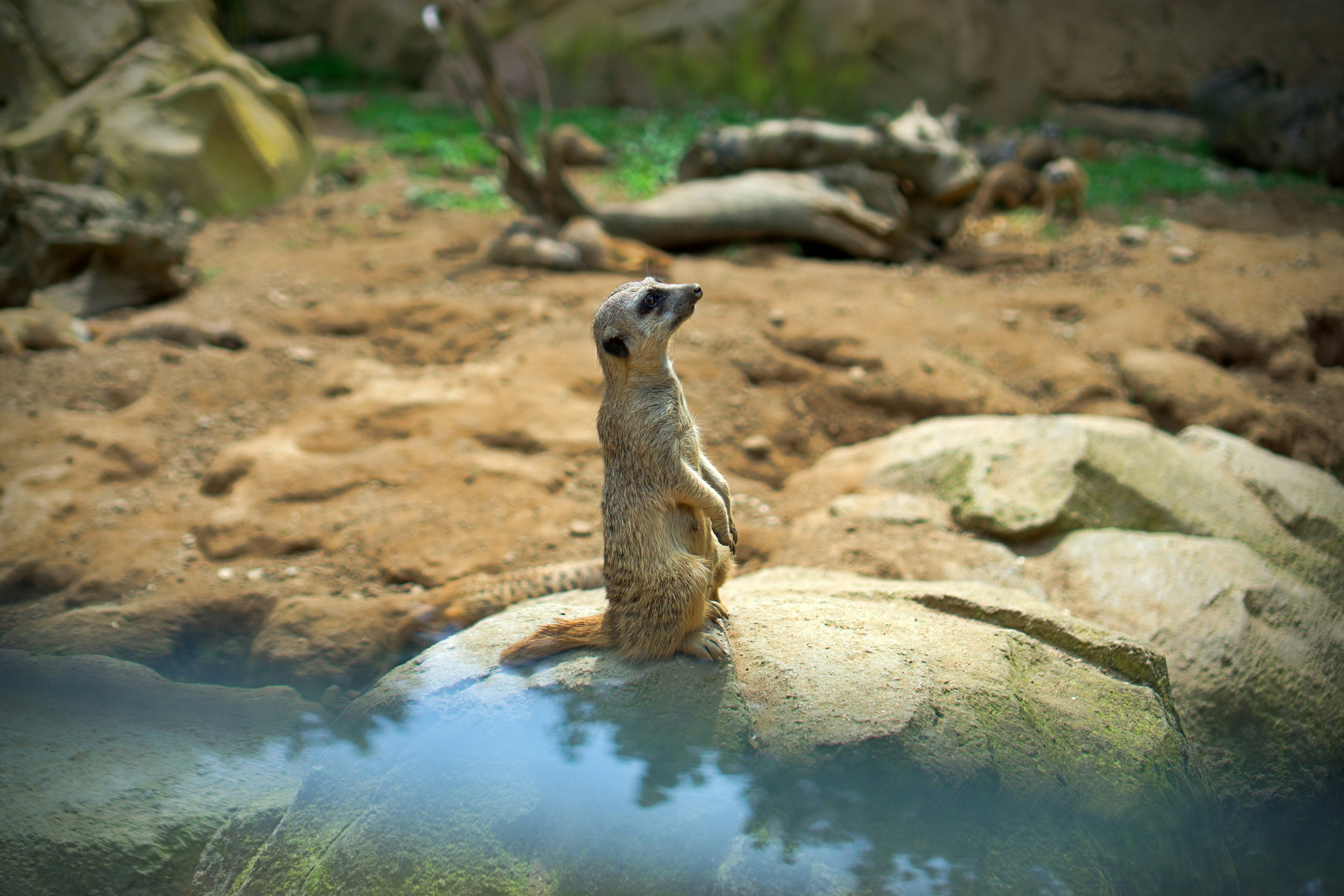 A small animal sitting on top of a rock