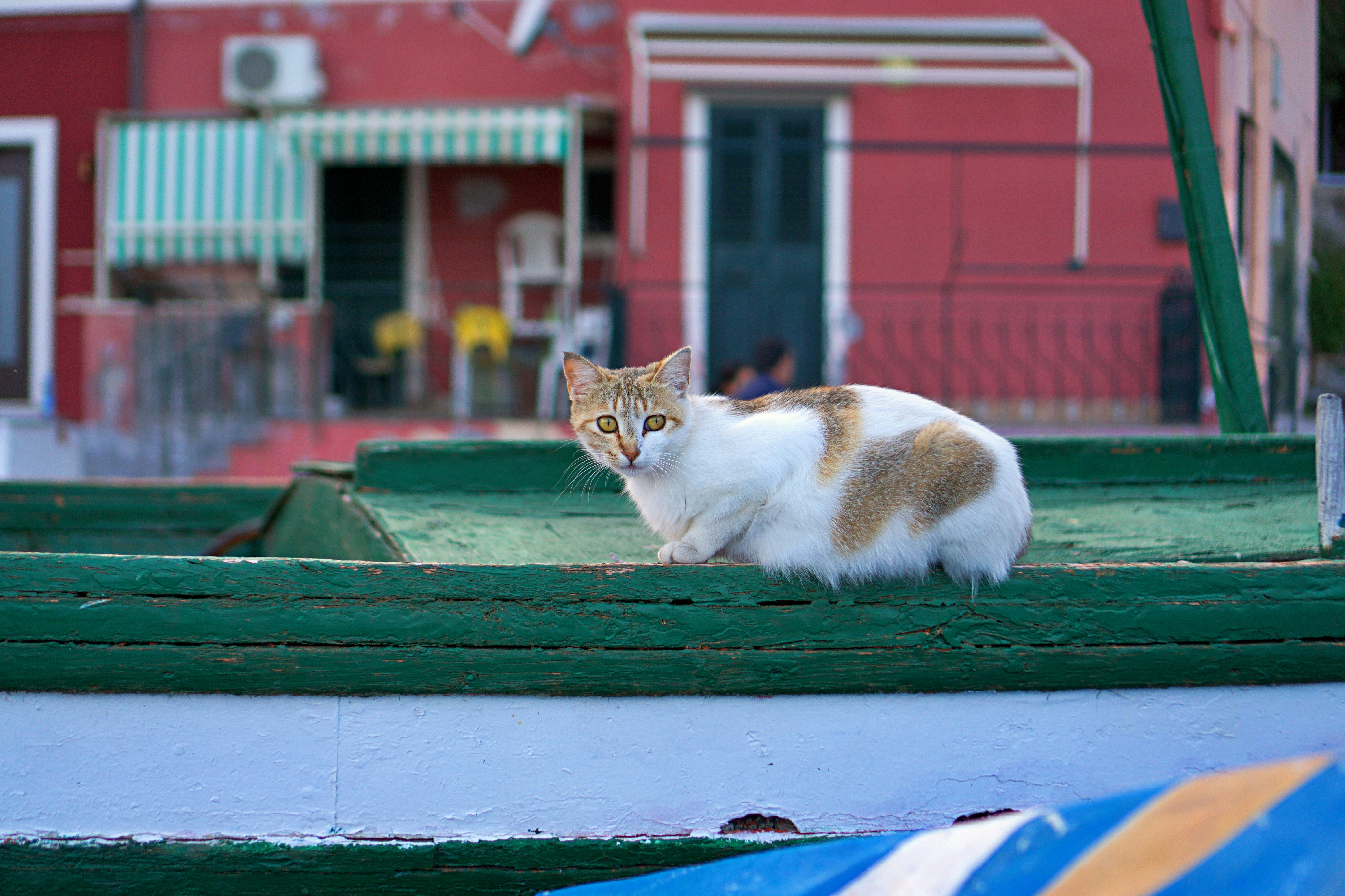 A cat sitting on the edge of a boat