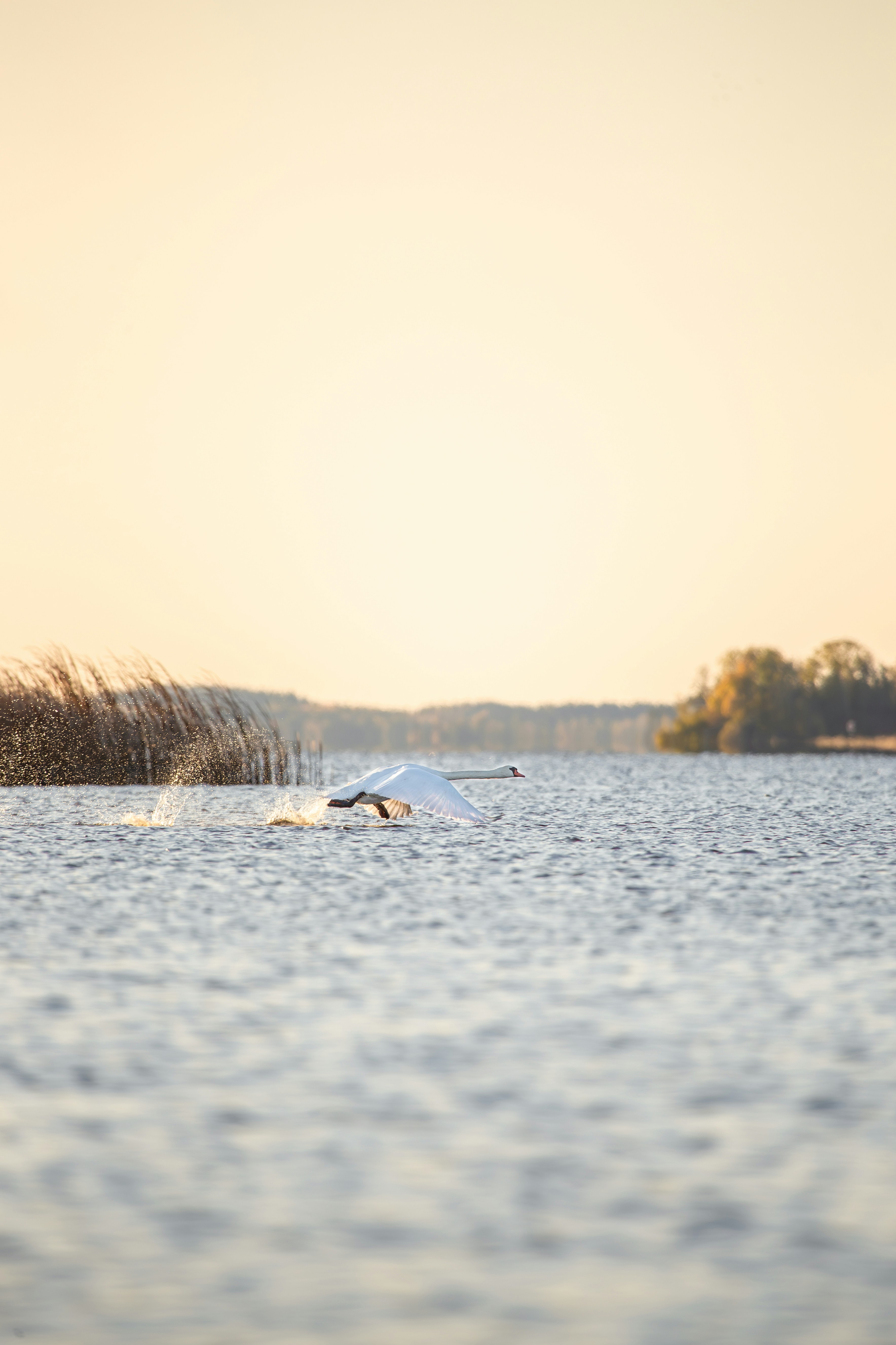 Photo by isabellaastal