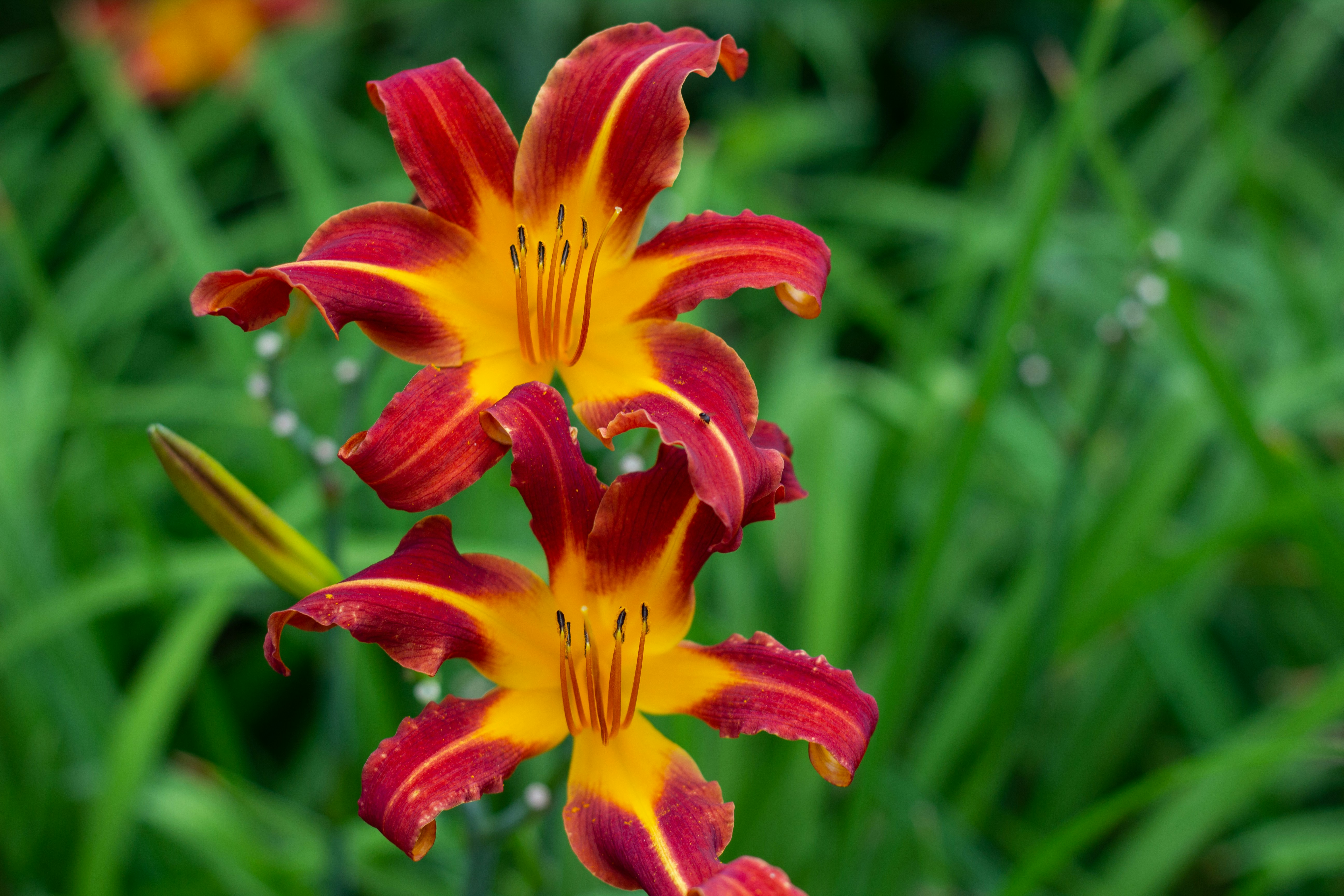 Une fleur rouge et jaune dans un champ d’herbe verte