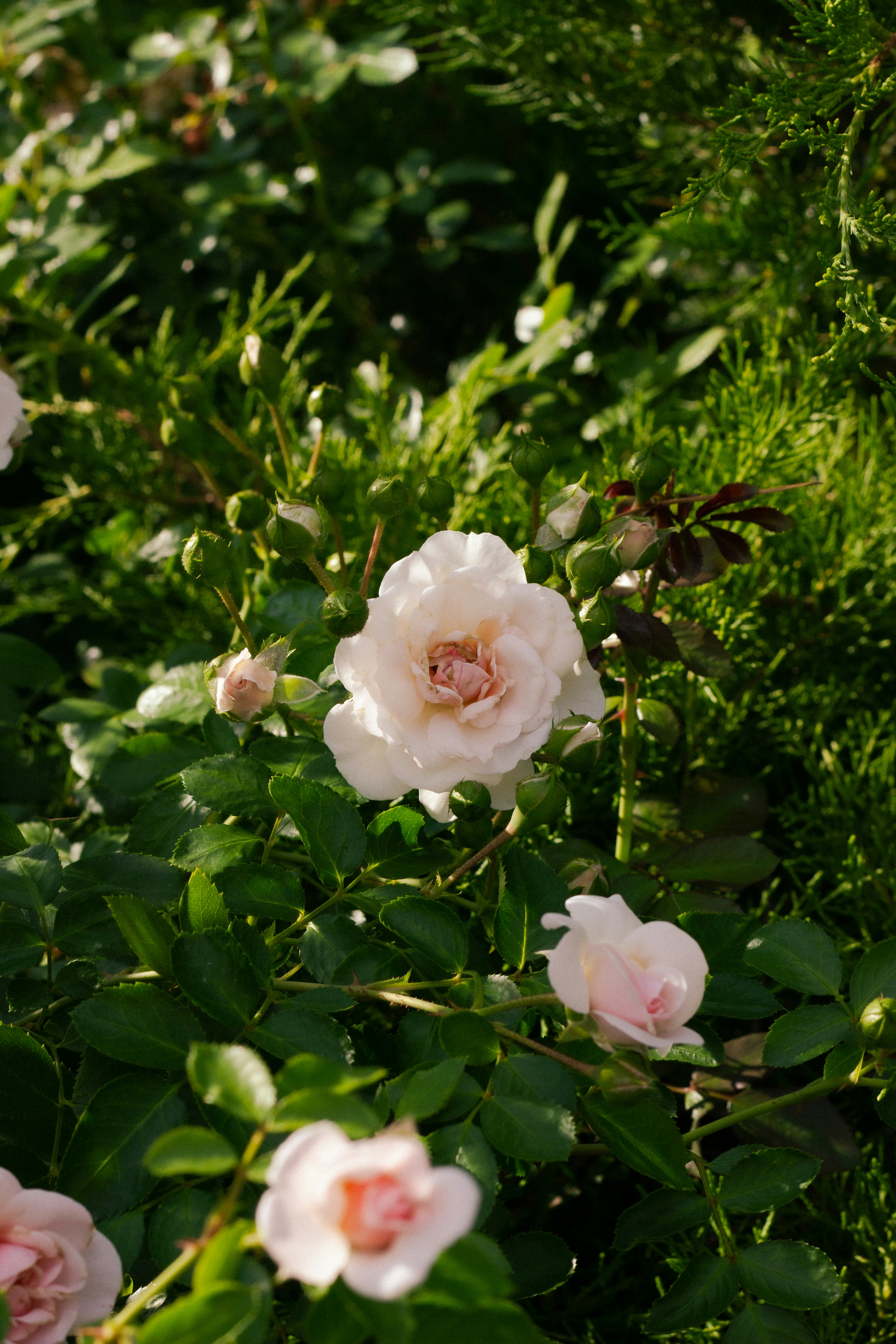 Un bouquet de fleurs qui sont dans l’herbe