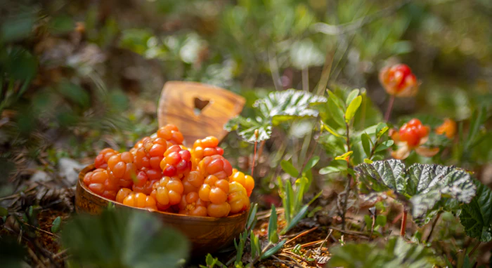 Forest berries