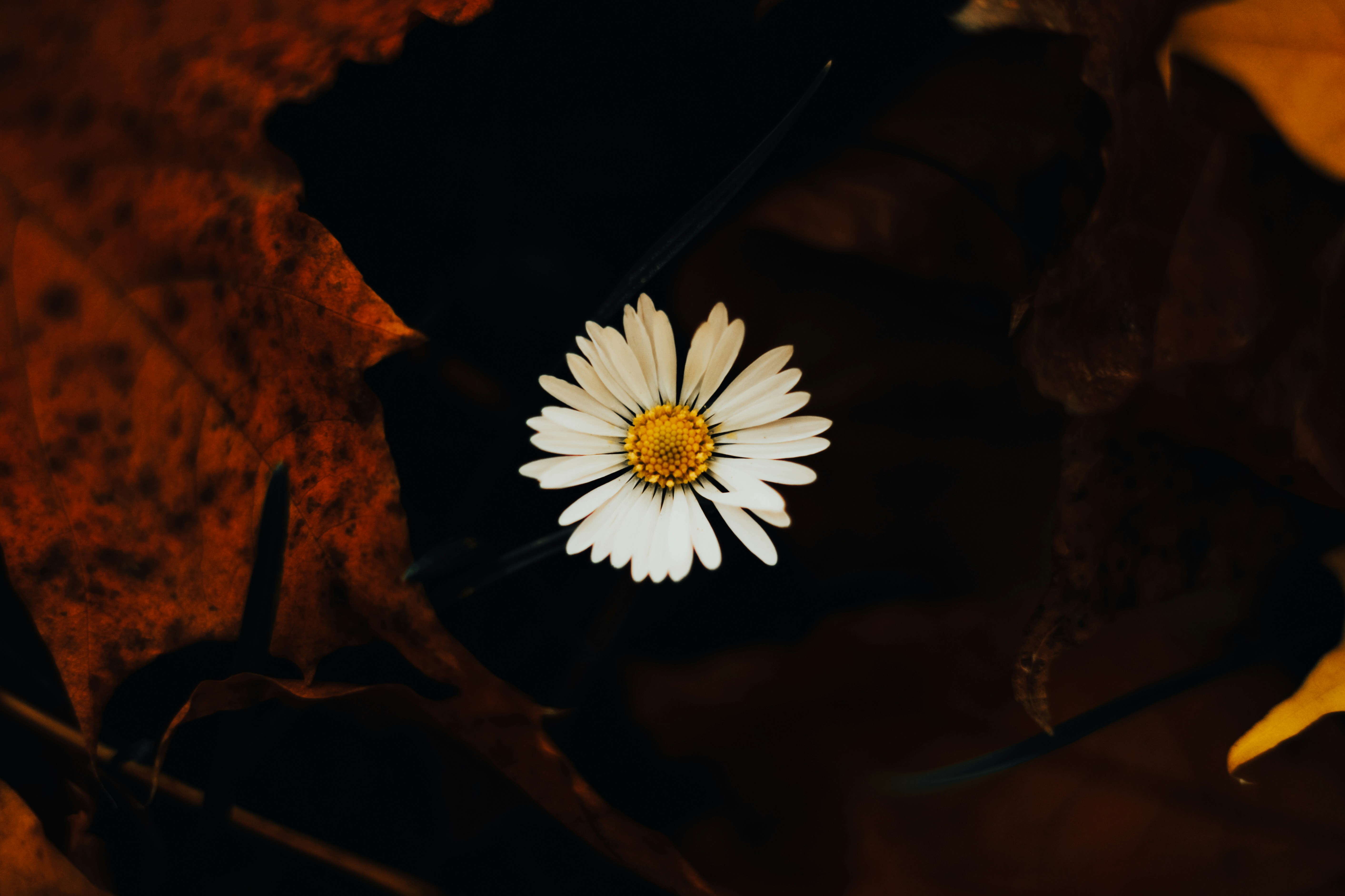 Photo by mineral_of_demon