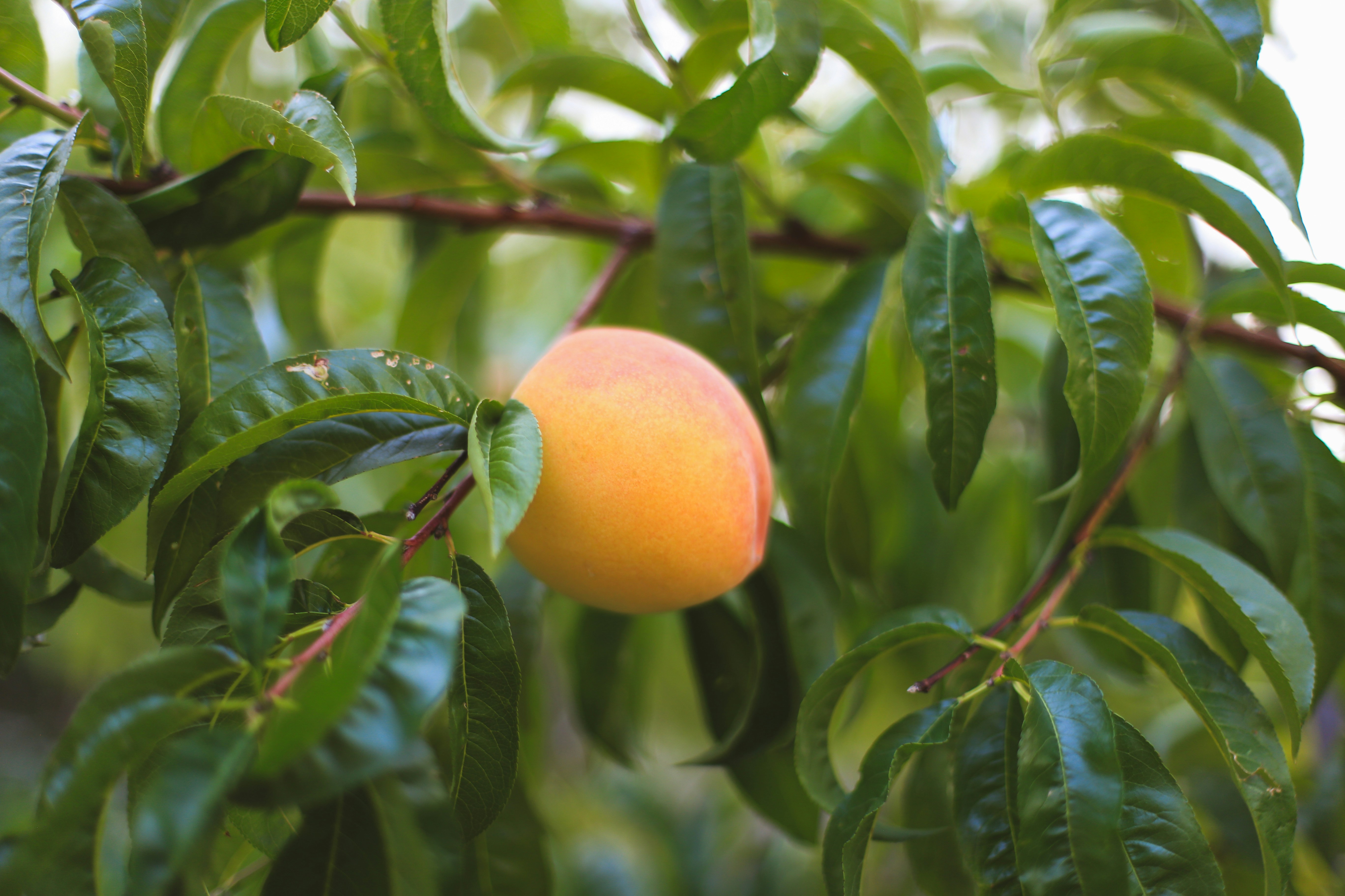 Photo by jessicalfadel