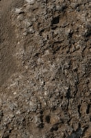 A bird standing on top of a pile of dirt