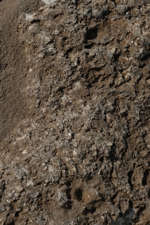 A bird standing on top of a pile of dirt