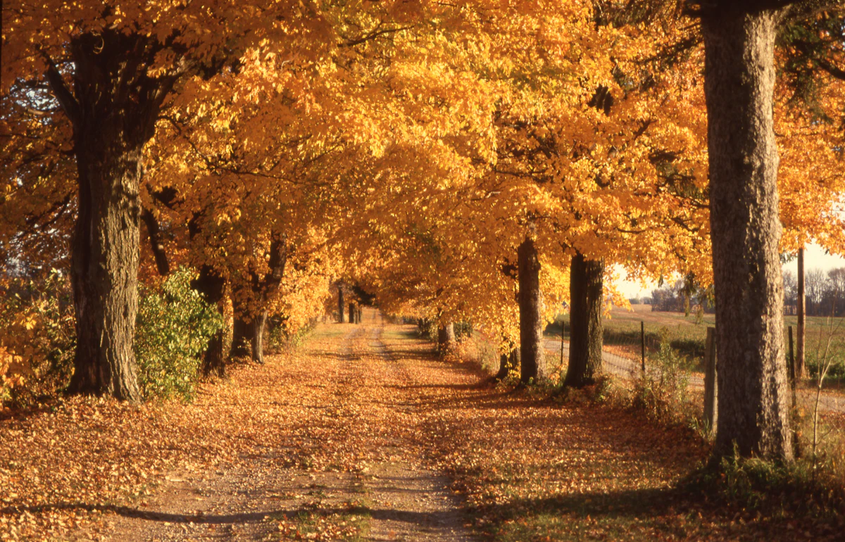 Allée bordée d'arbres aux feuilles d'automne, lumière rasante de fin de journée