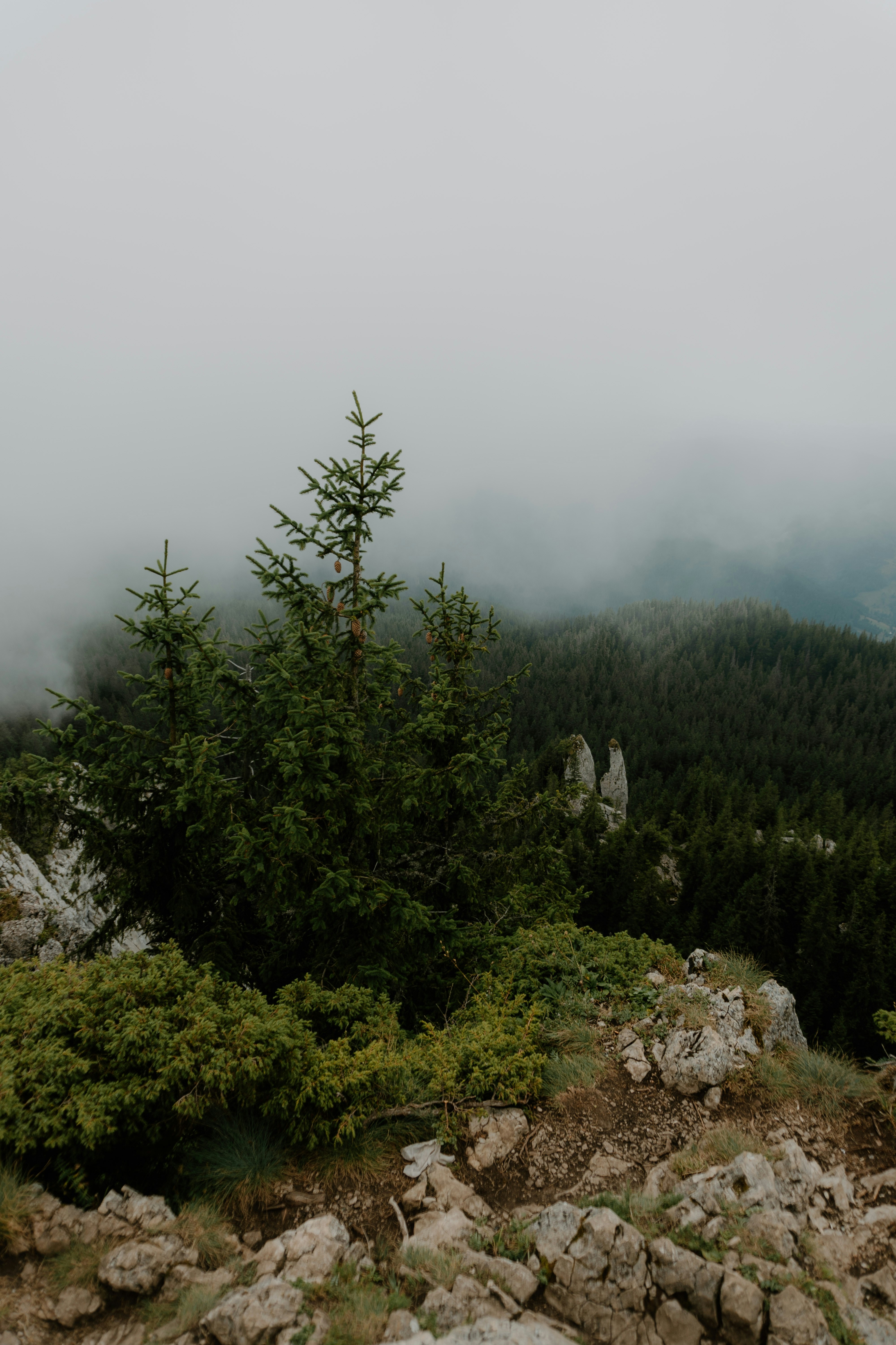 Photo by luisgherasim