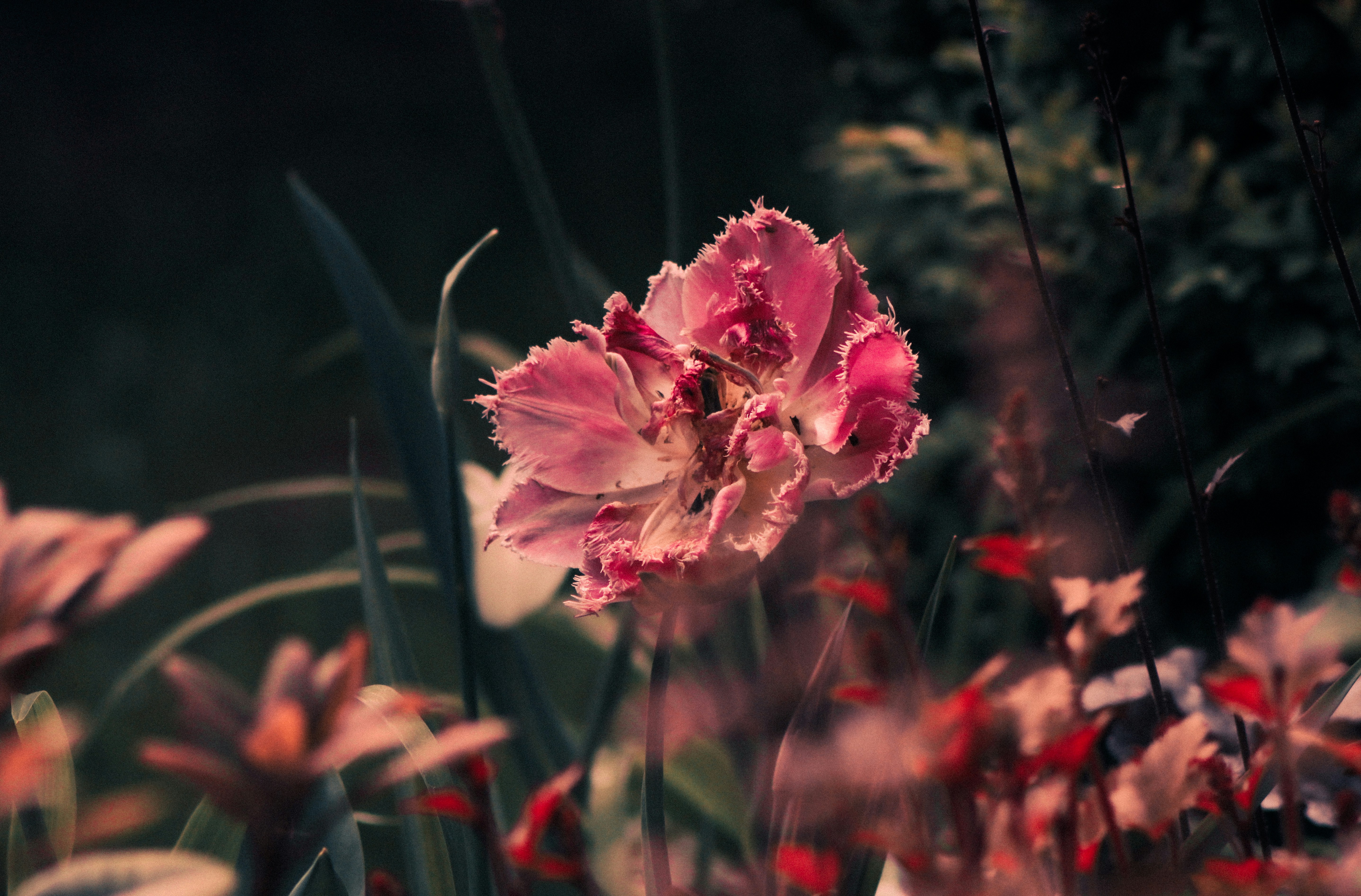 Photo by mineral_of_demon