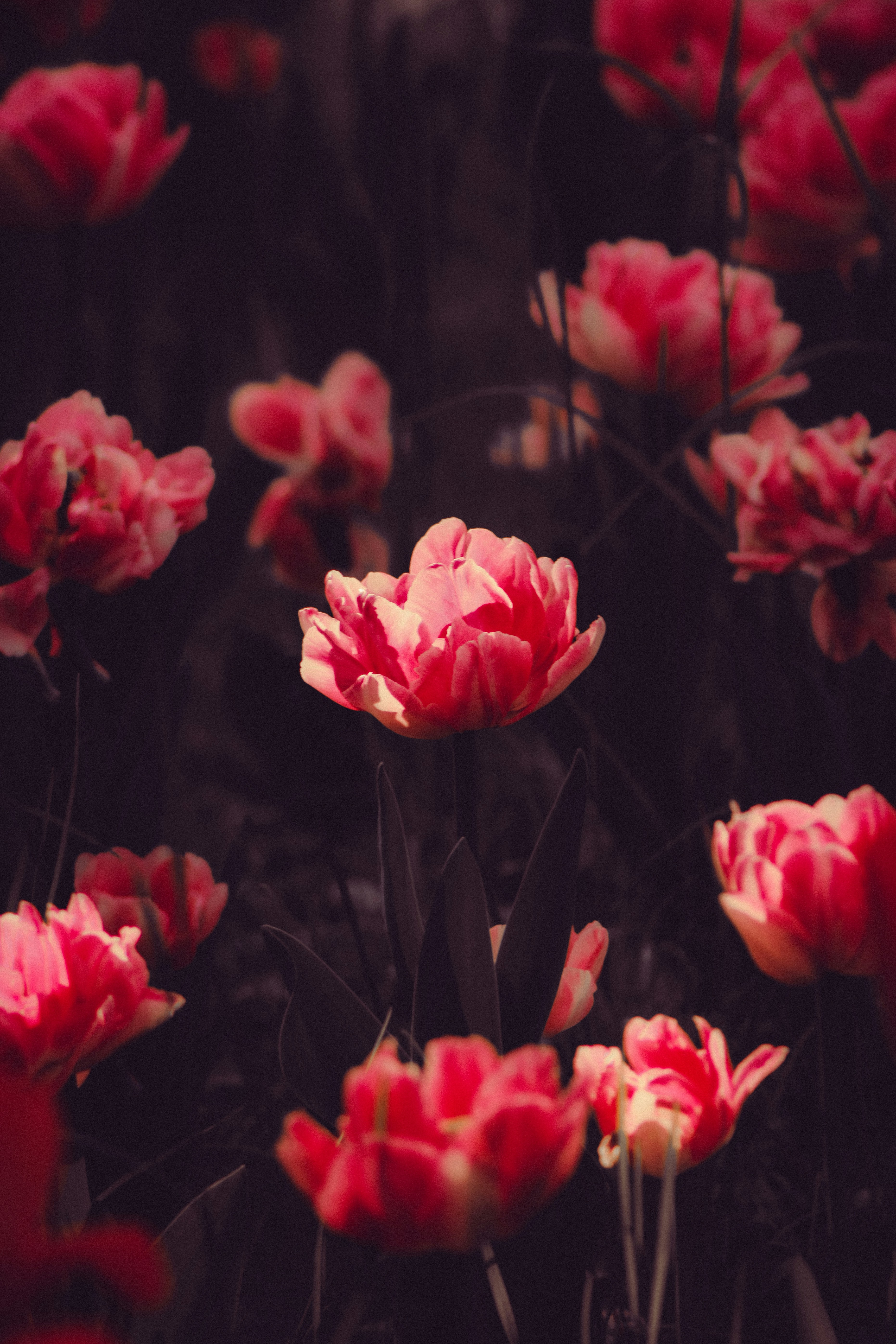 草むらに咲く赤い花の束