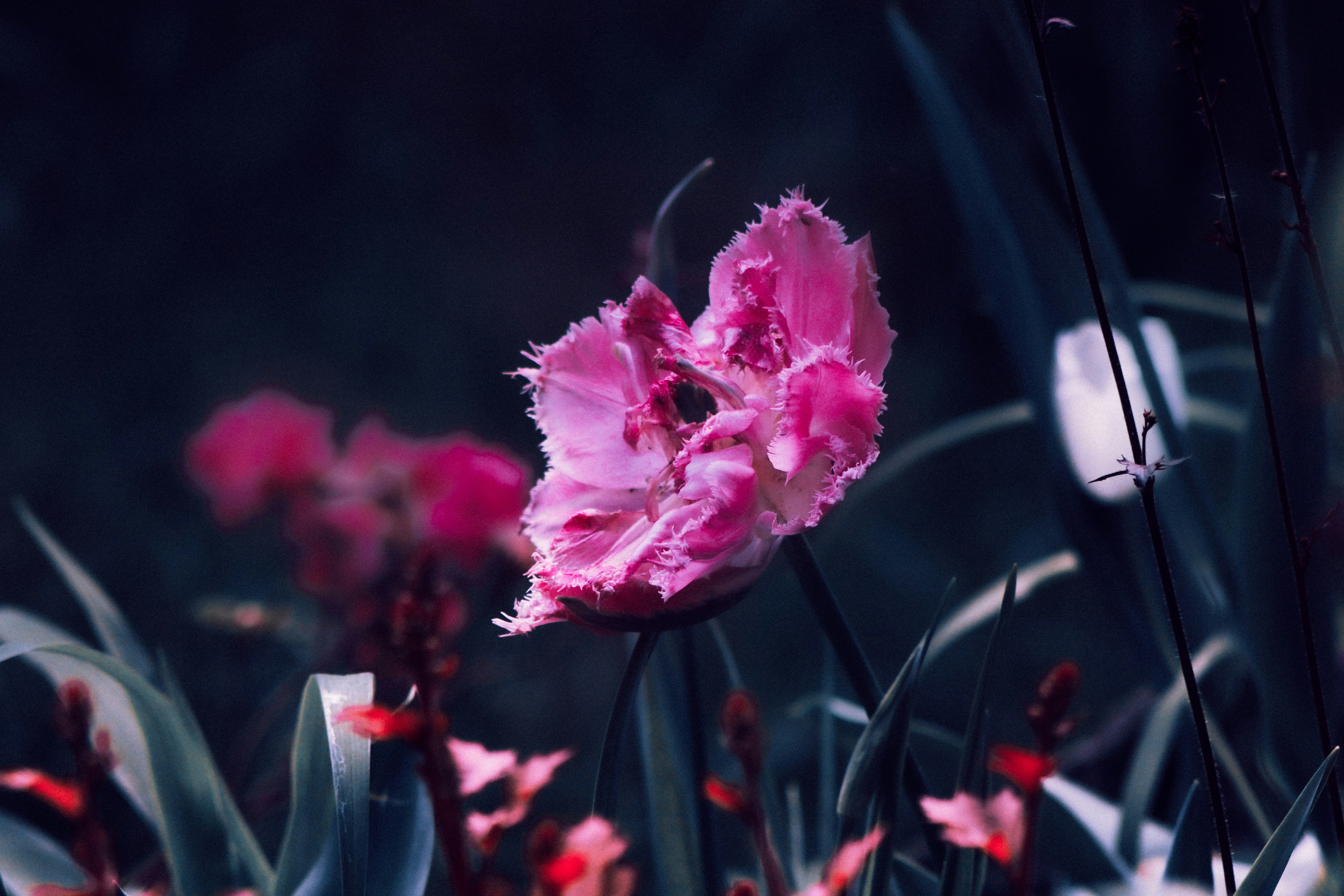 Photo by mineral_of_demon