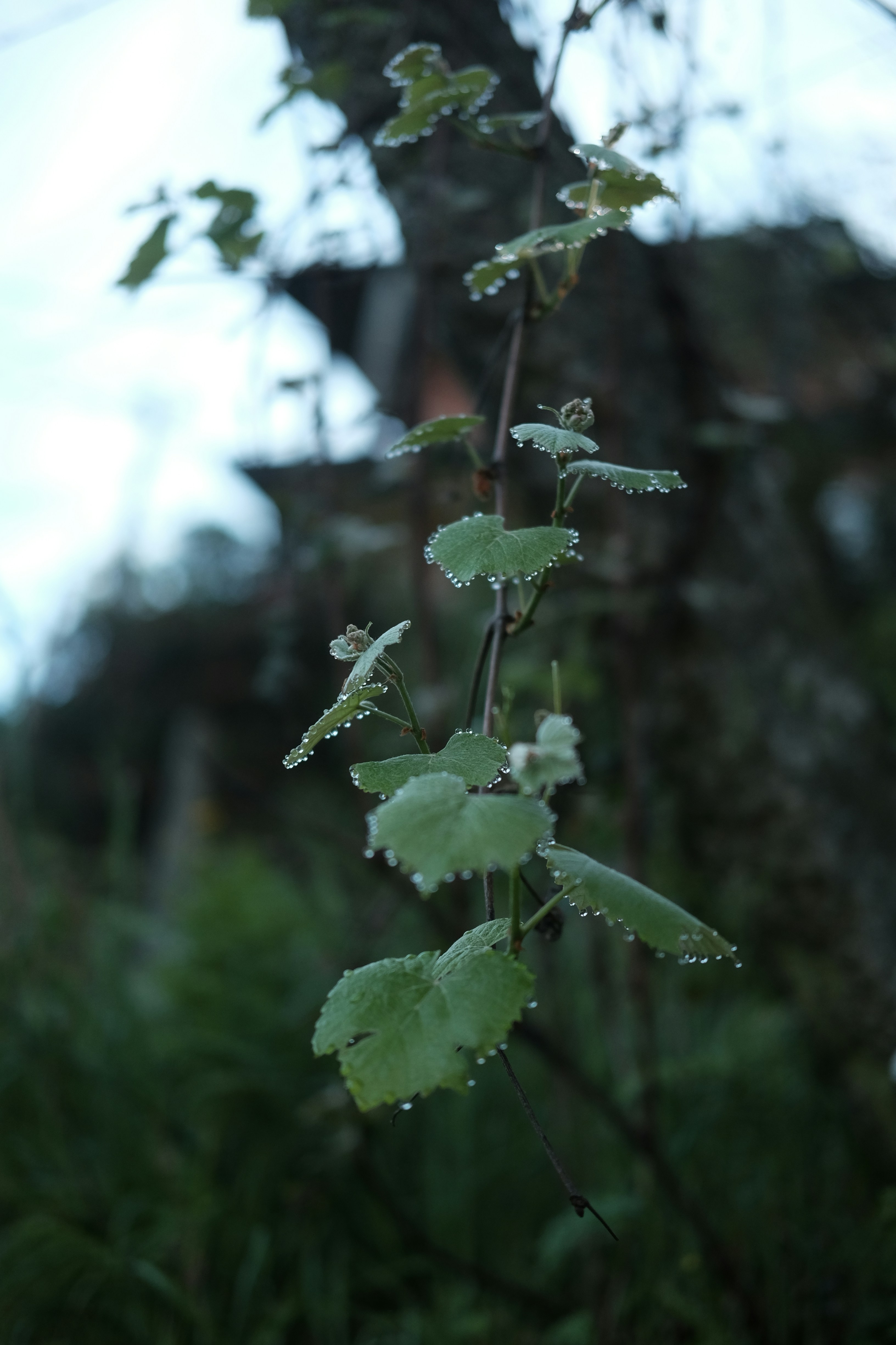 Eine Blattpflanze mit Wassertropfen darauf