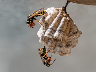 A couple of yellow and black bees on a rock