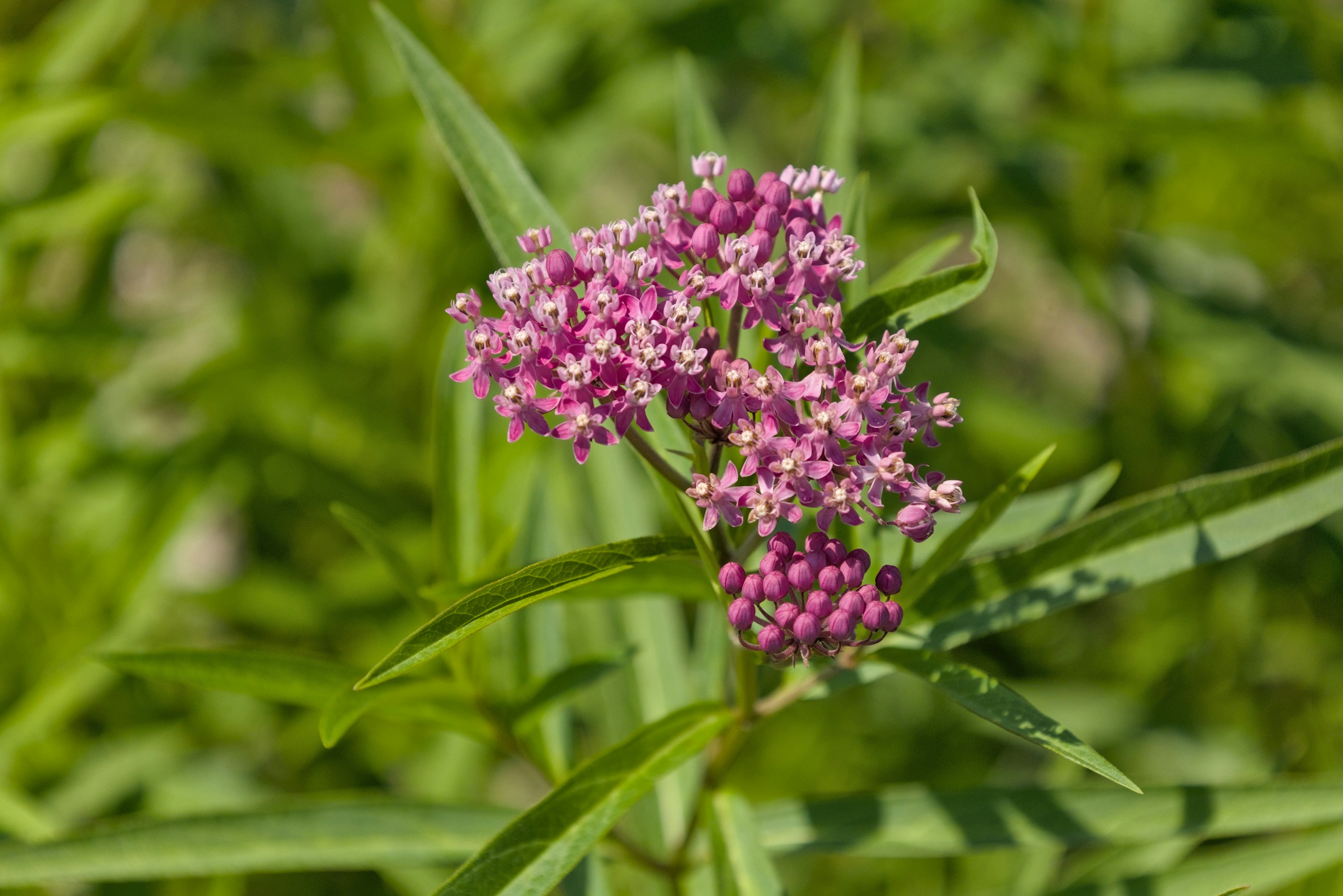 Photo by sherebiahtishbi