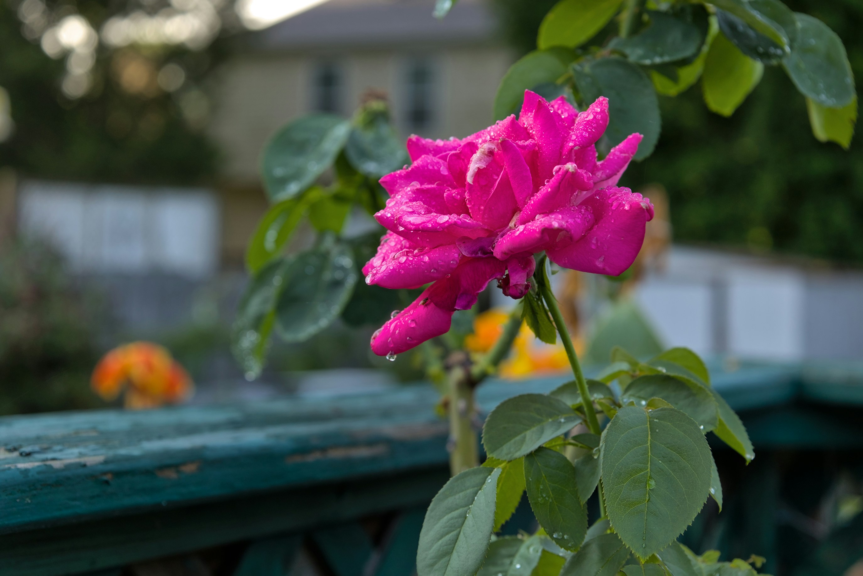 A pink flower is blooming on a green bench