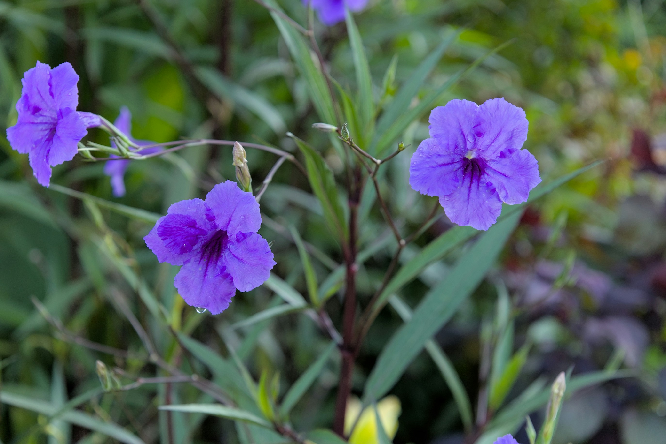 Photo by sherebiahtishbi