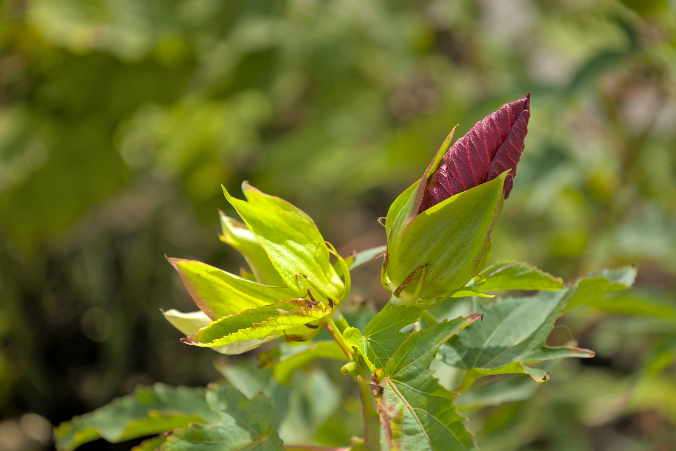 Photo by sherebiahtishbi