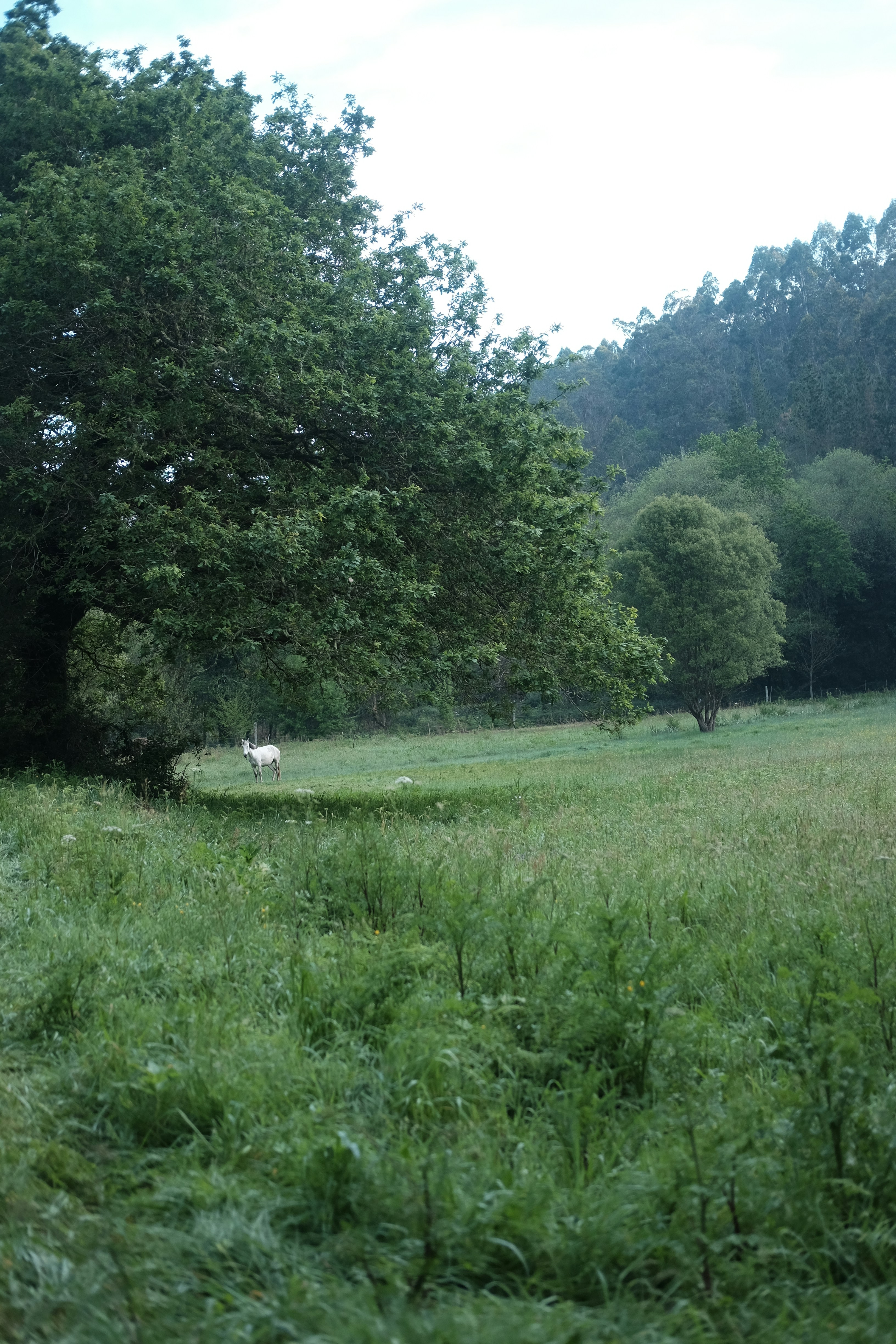 A couple of animals that are standing in the grass