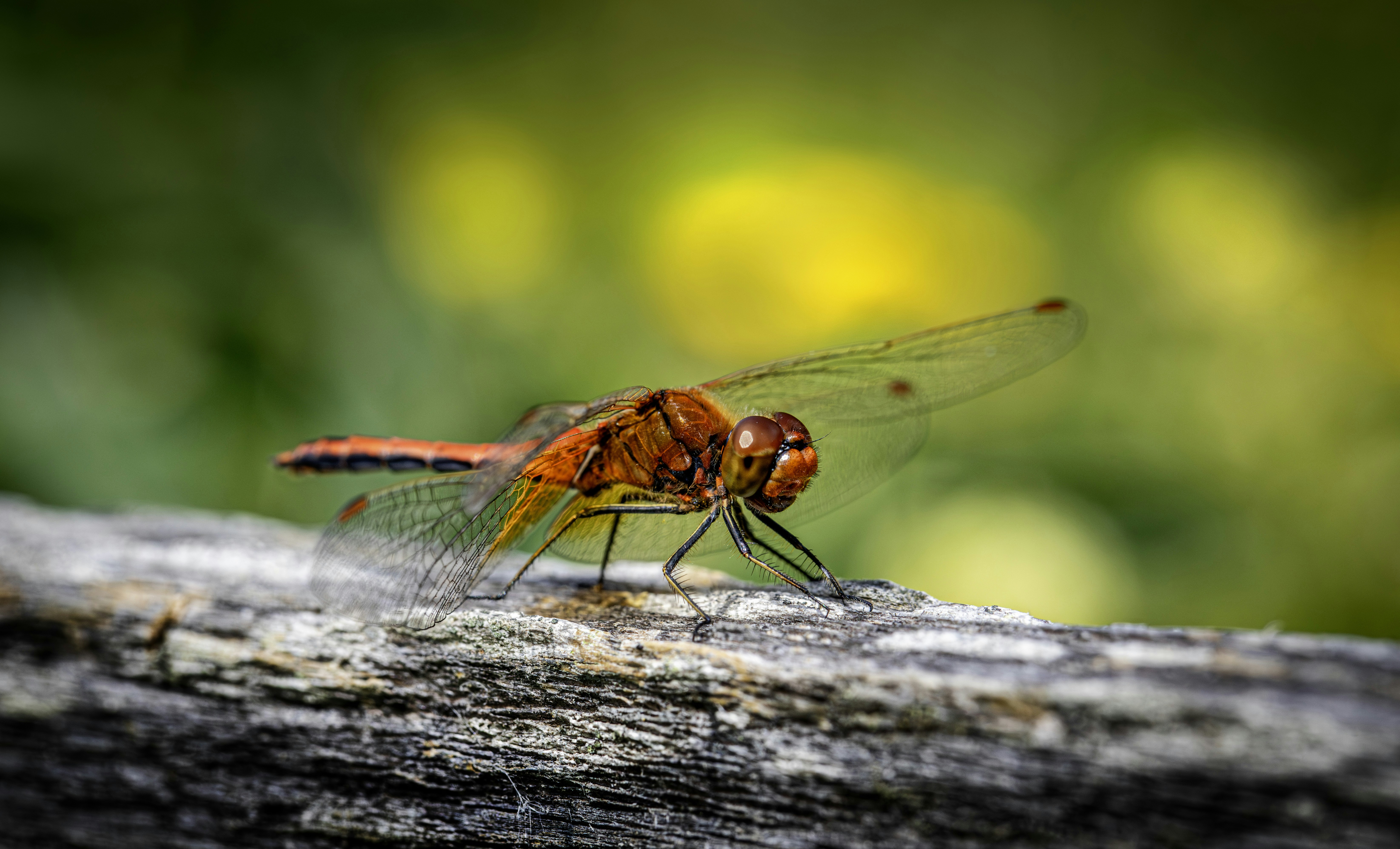 Photo by erik_karits