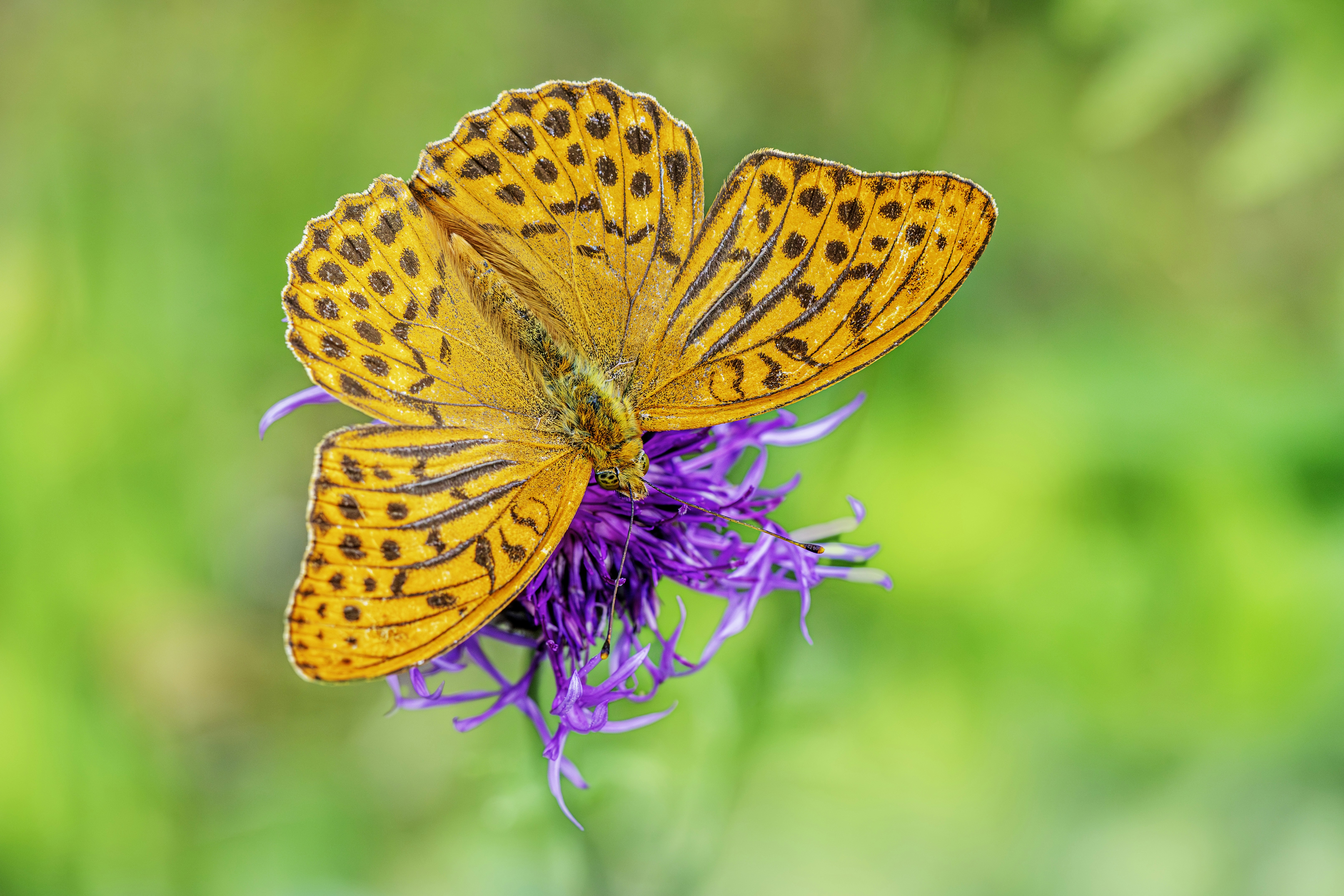 Photo by erik_karits