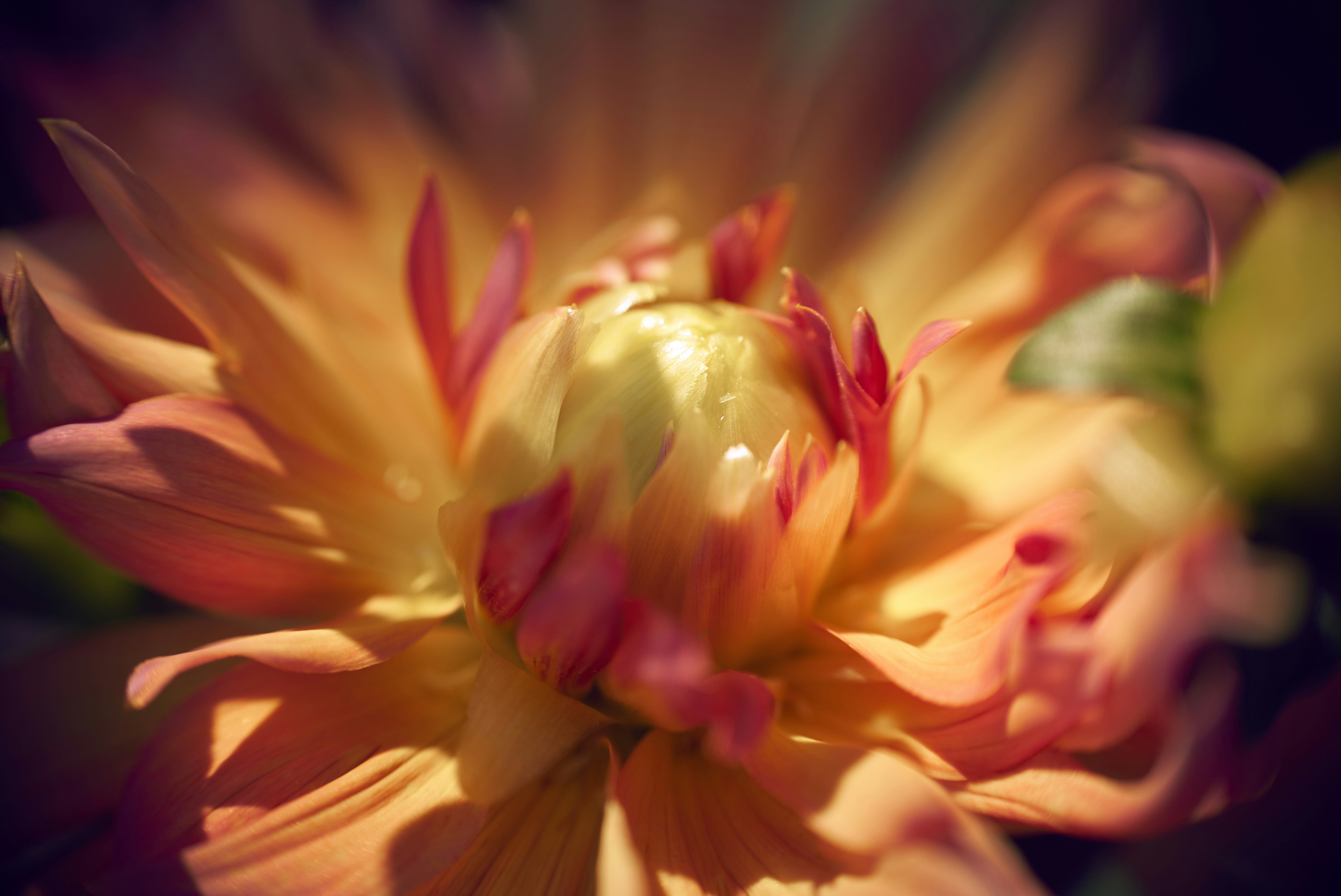 Photo by norajanelong