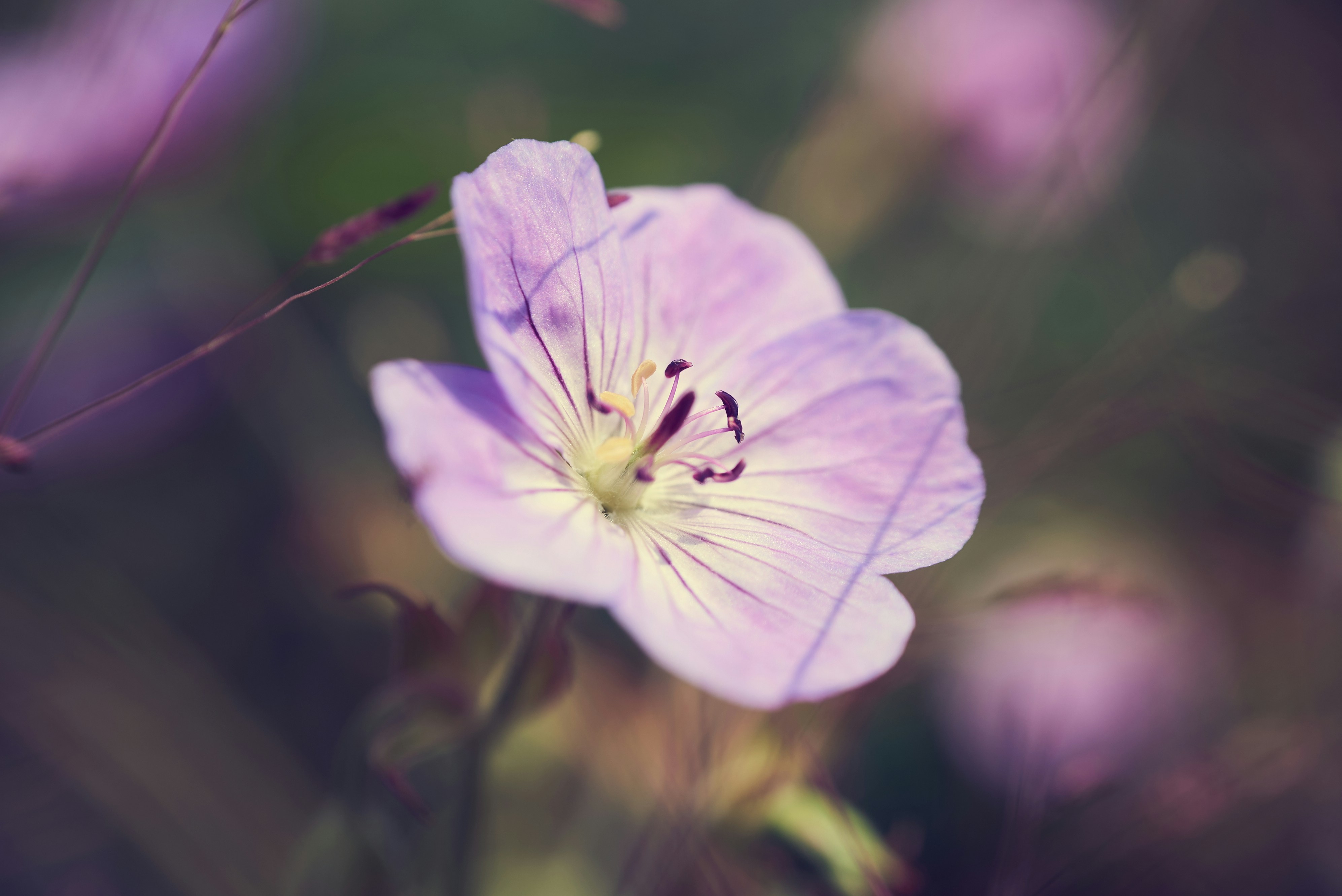 Photo by norajanelong