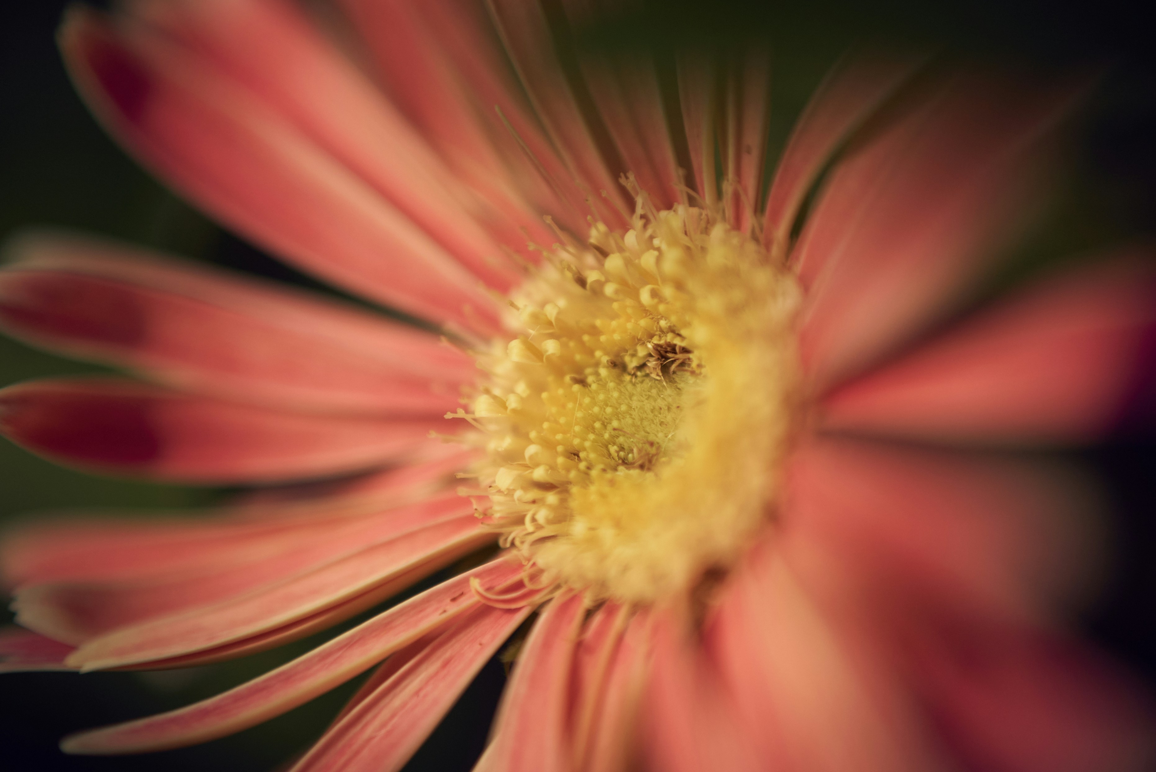 Photo by norajanelong