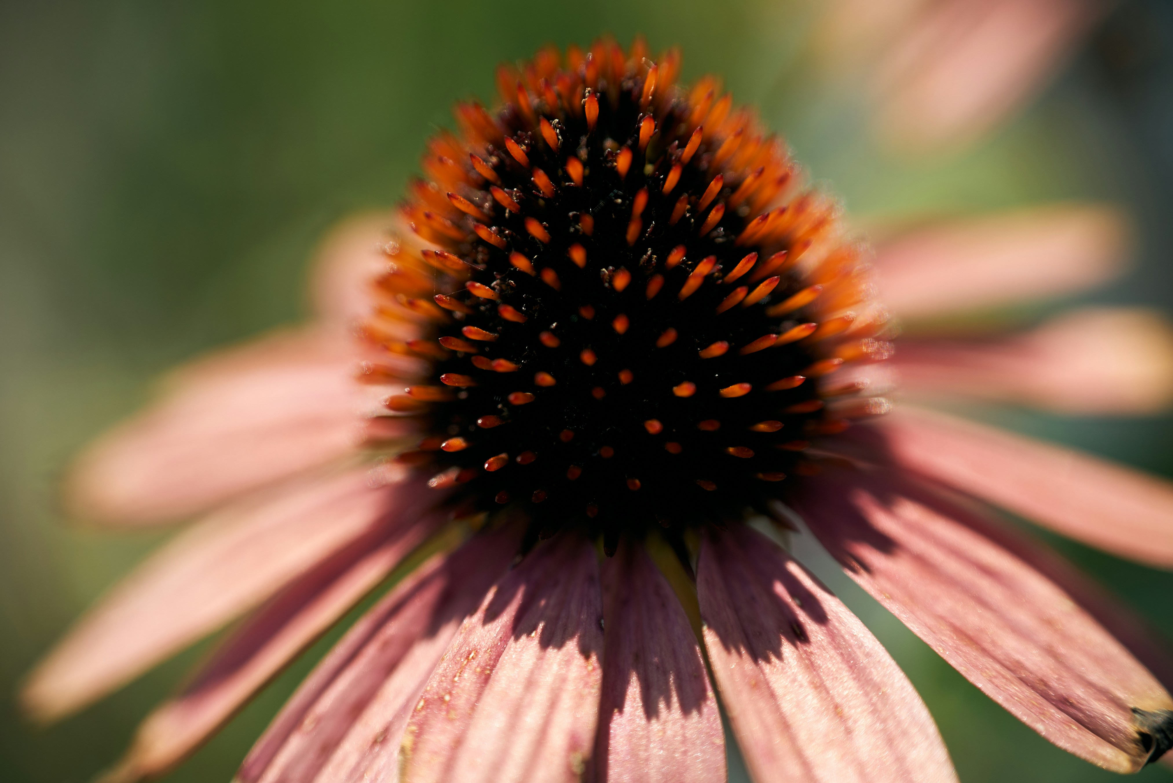 Photo by norajanelong