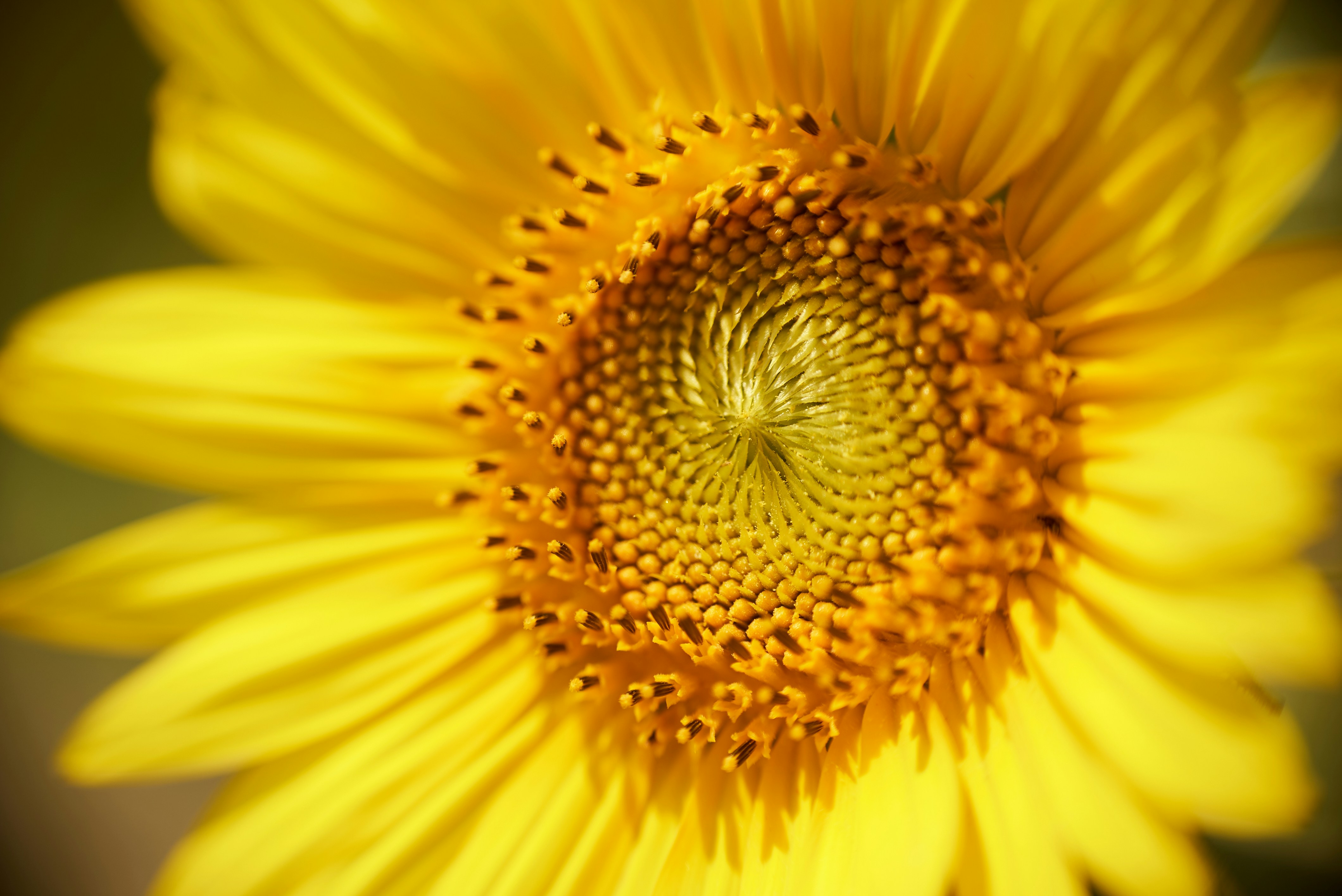 Photo by norajanelong