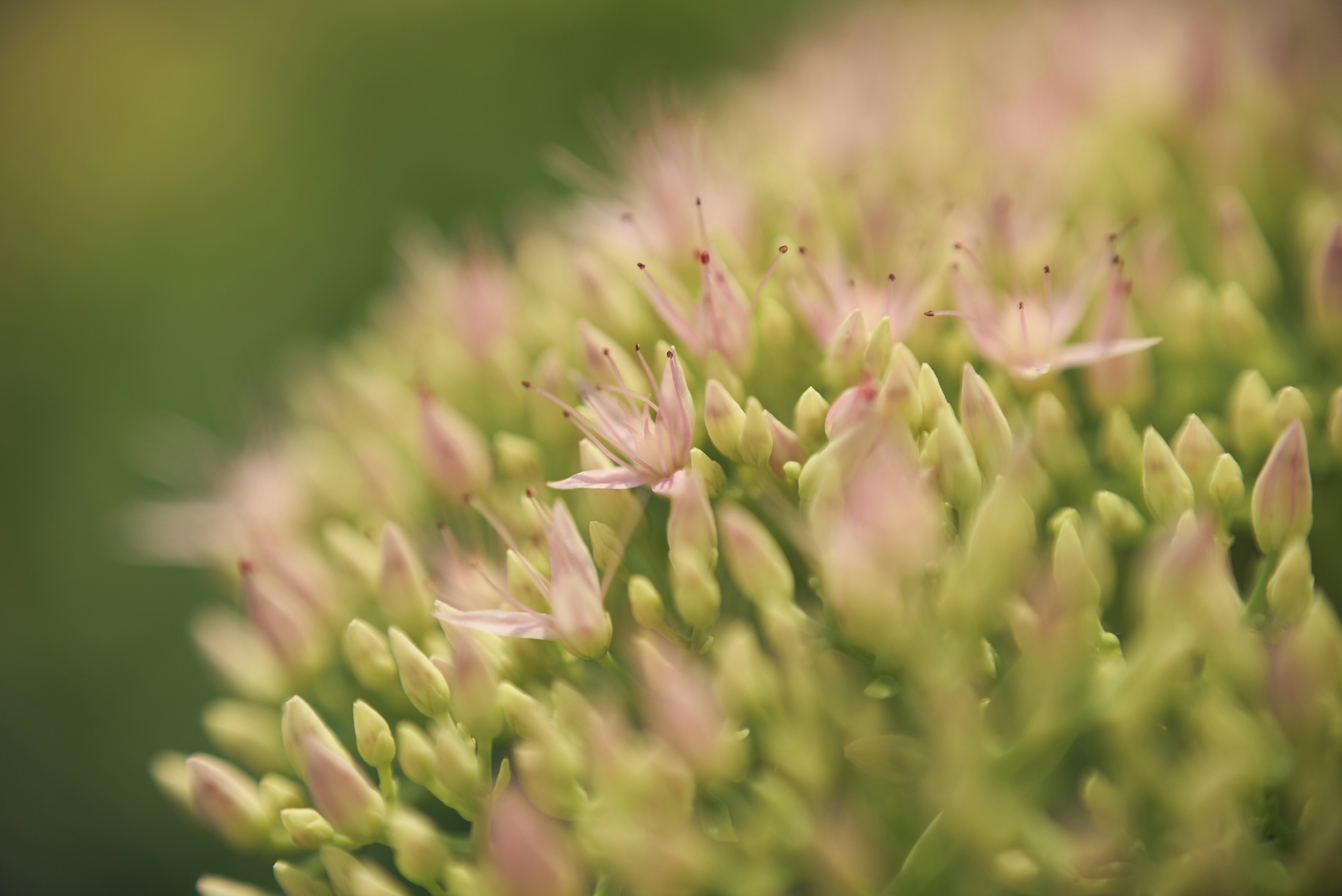 Photo by norajanelong