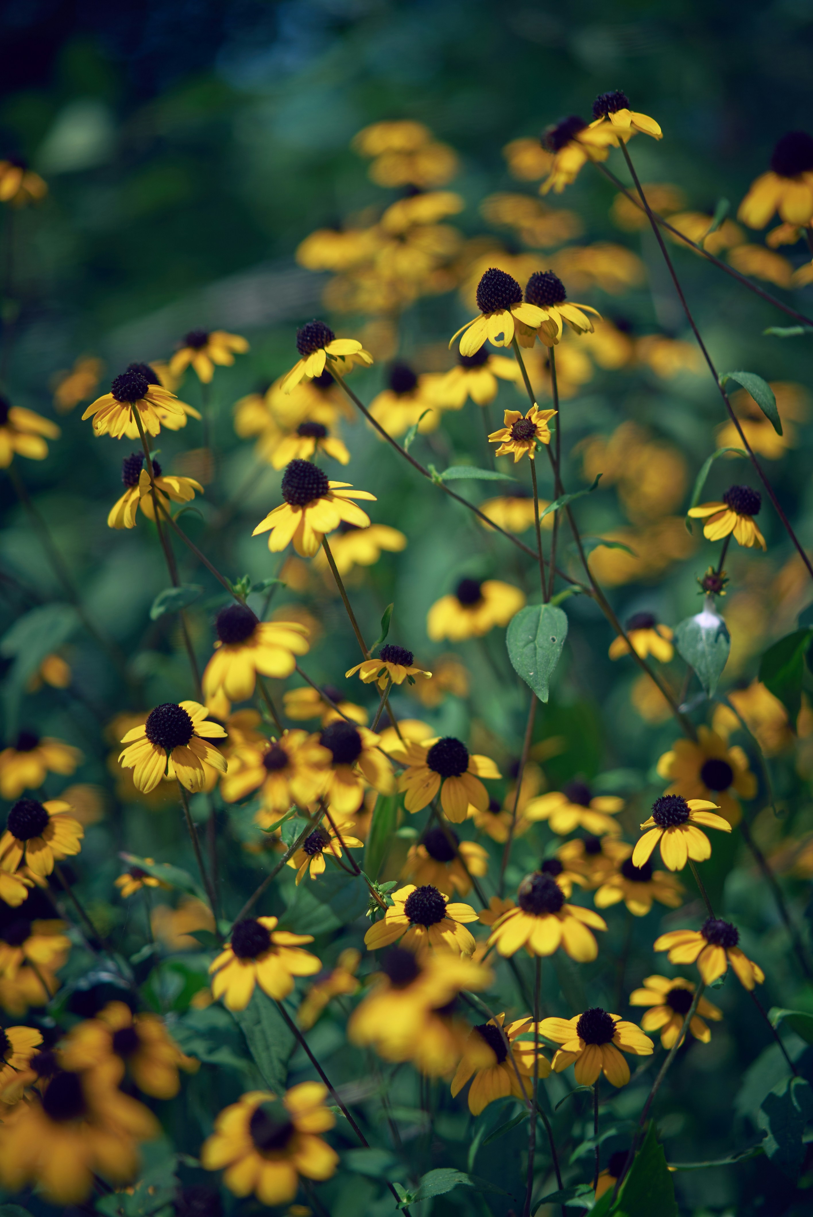 Photo by norajanelong