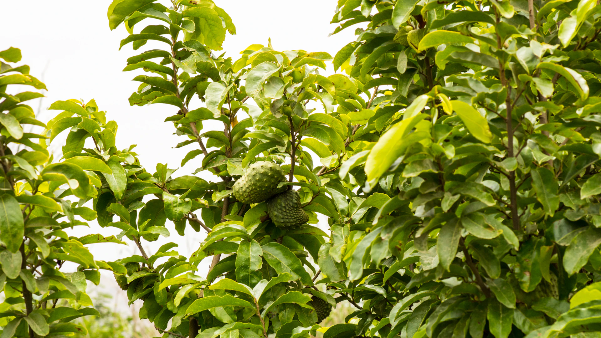 A tree filled with lots of green leaves