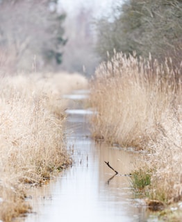 A stream running through a dry grass covered field