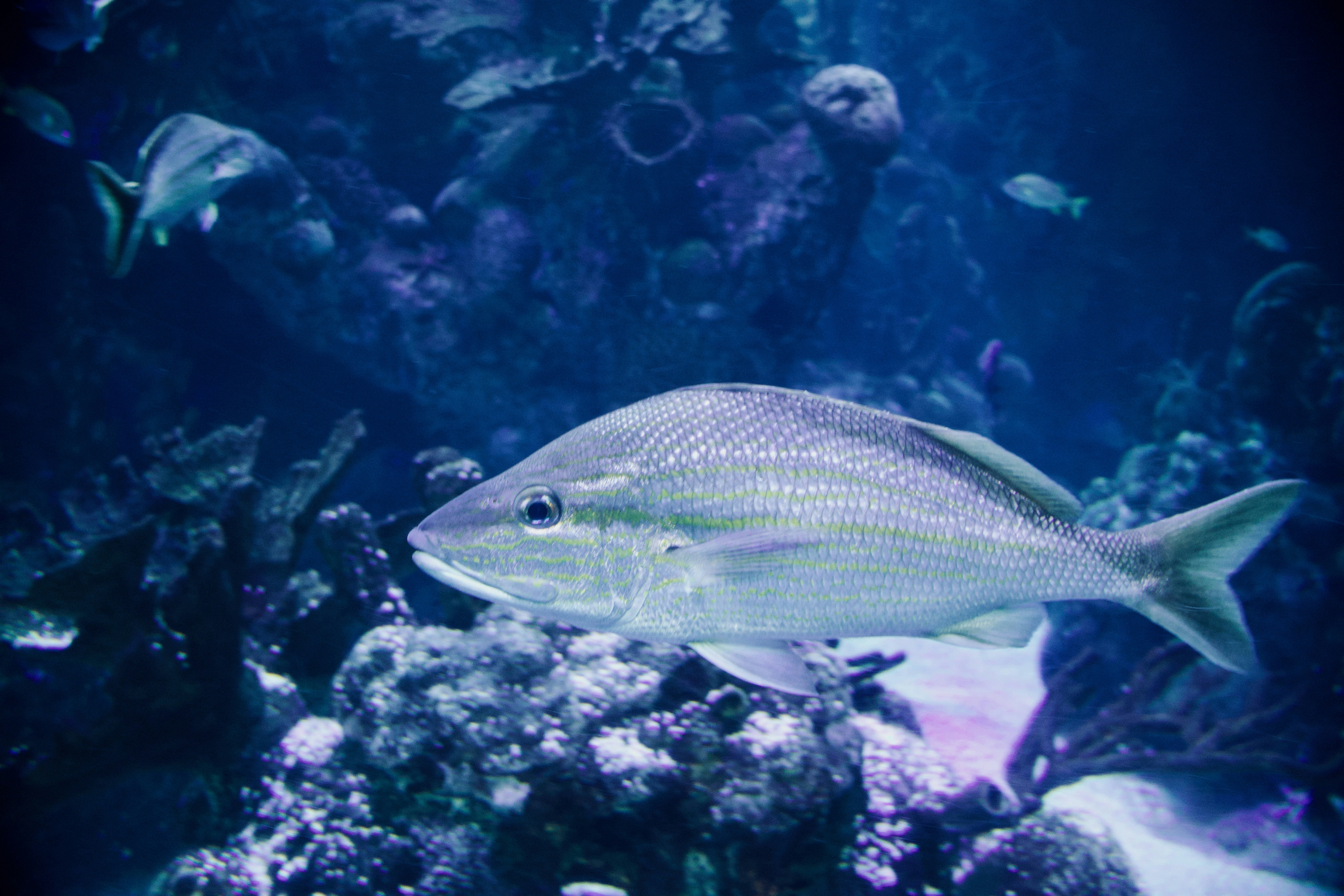 Photo by belanasaikiran